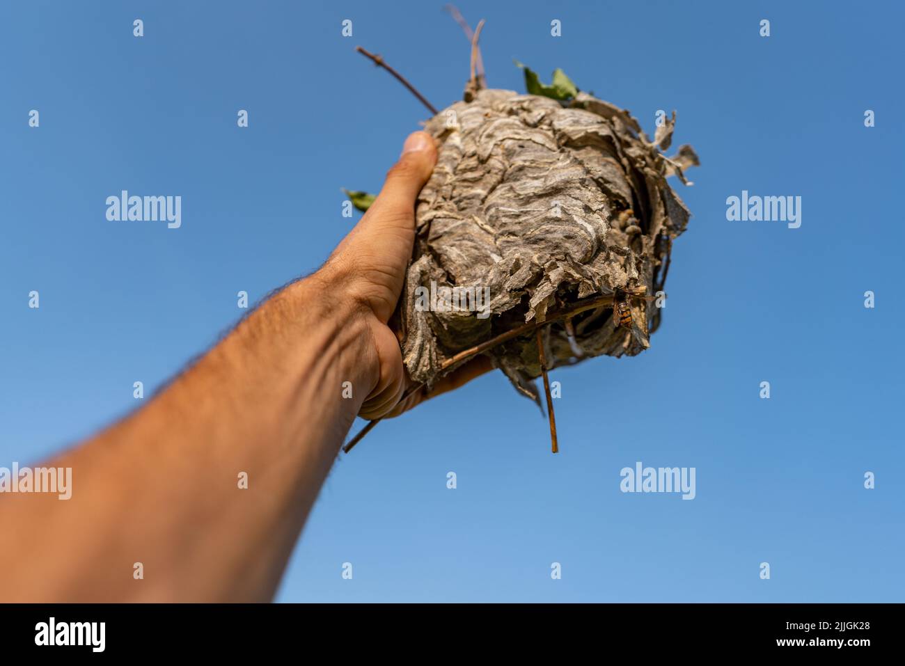 Hand holding wasp nest with blue sky Stock Photo