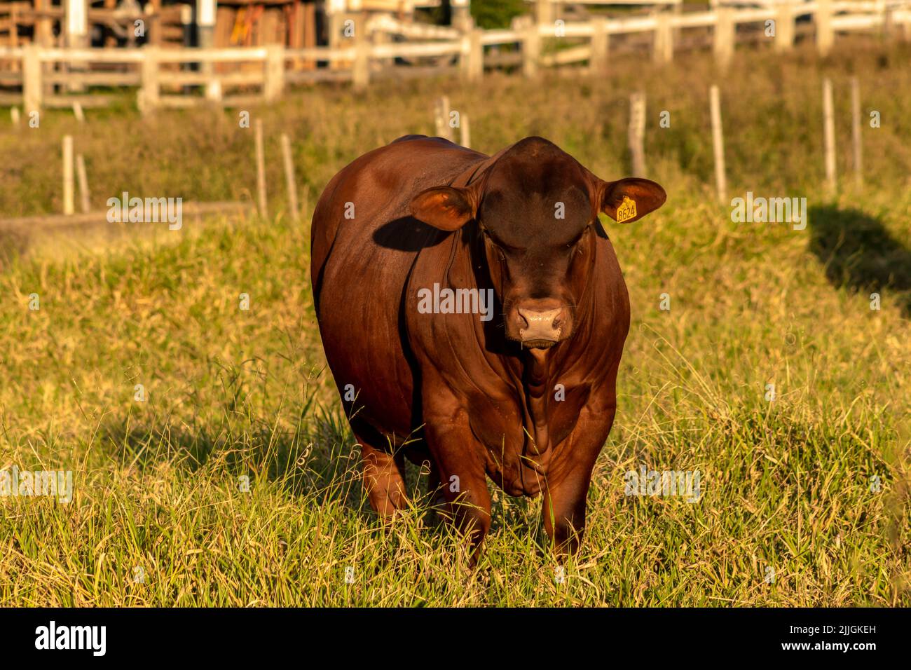 Senepol bull in the pasture of a farm for breeding and beef cattle in Brazil Stock Photo