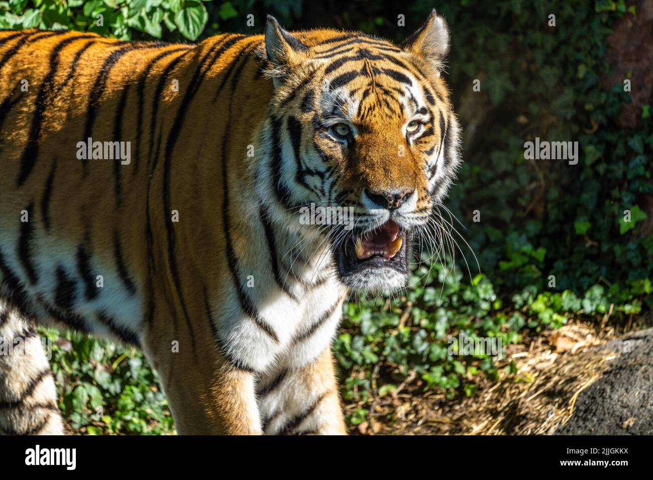 The Siberian tiger,Panthera tigris altaica is the biggest cat in the