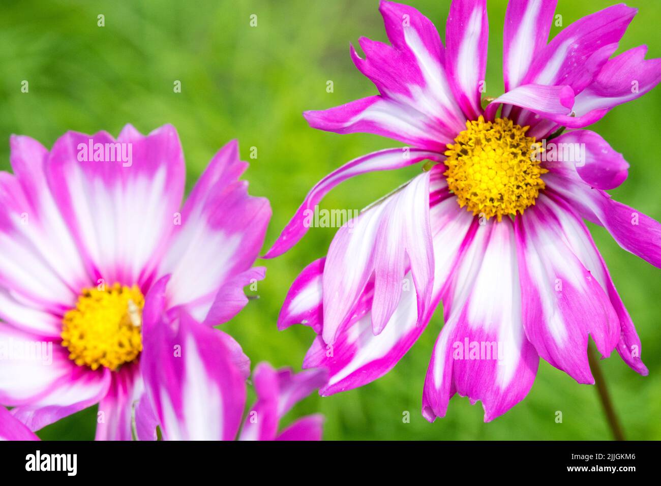 Cosmos 'Capriola' Flower Stock Photo