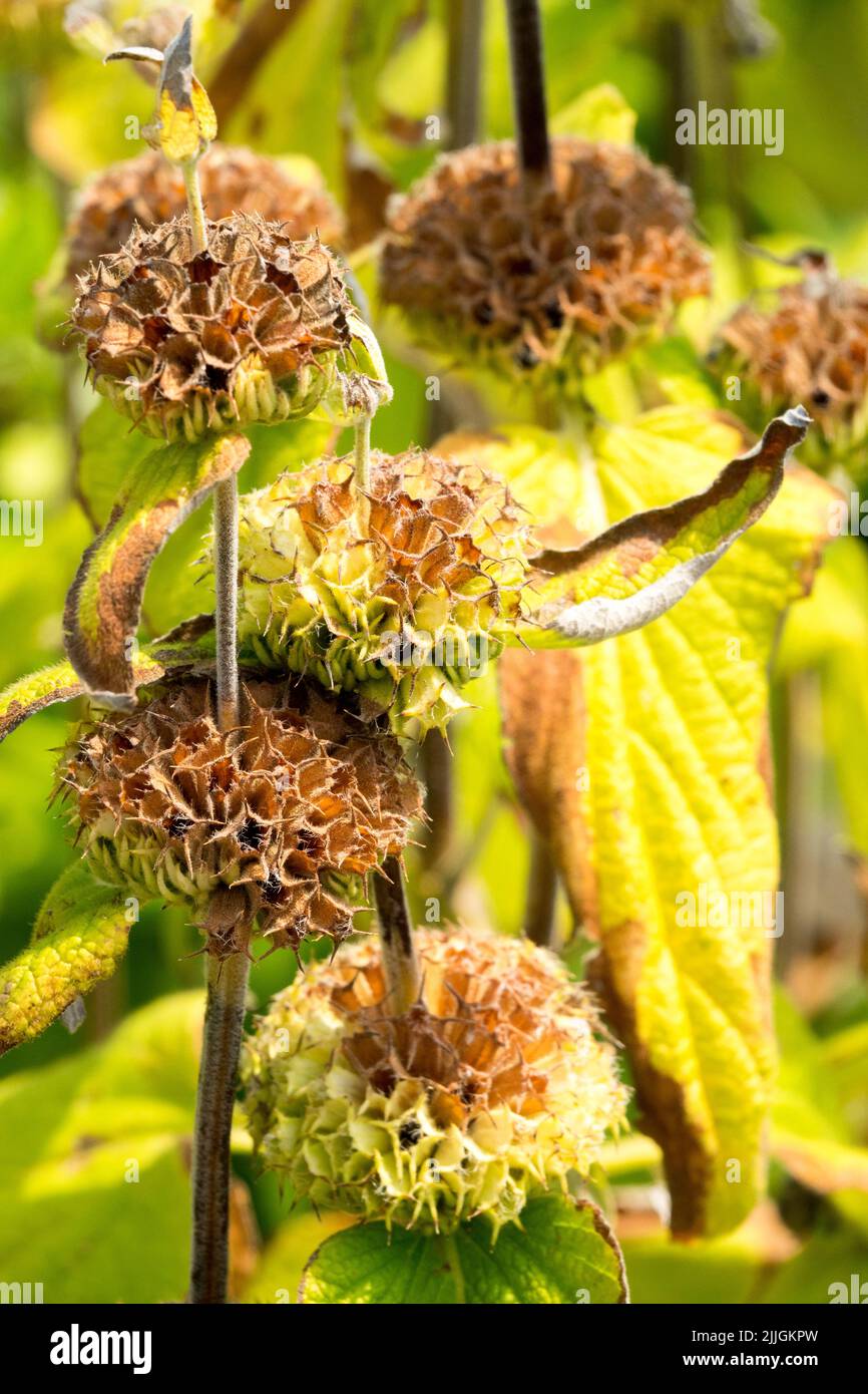 Phlomis russeliana seed heads Stock Photo