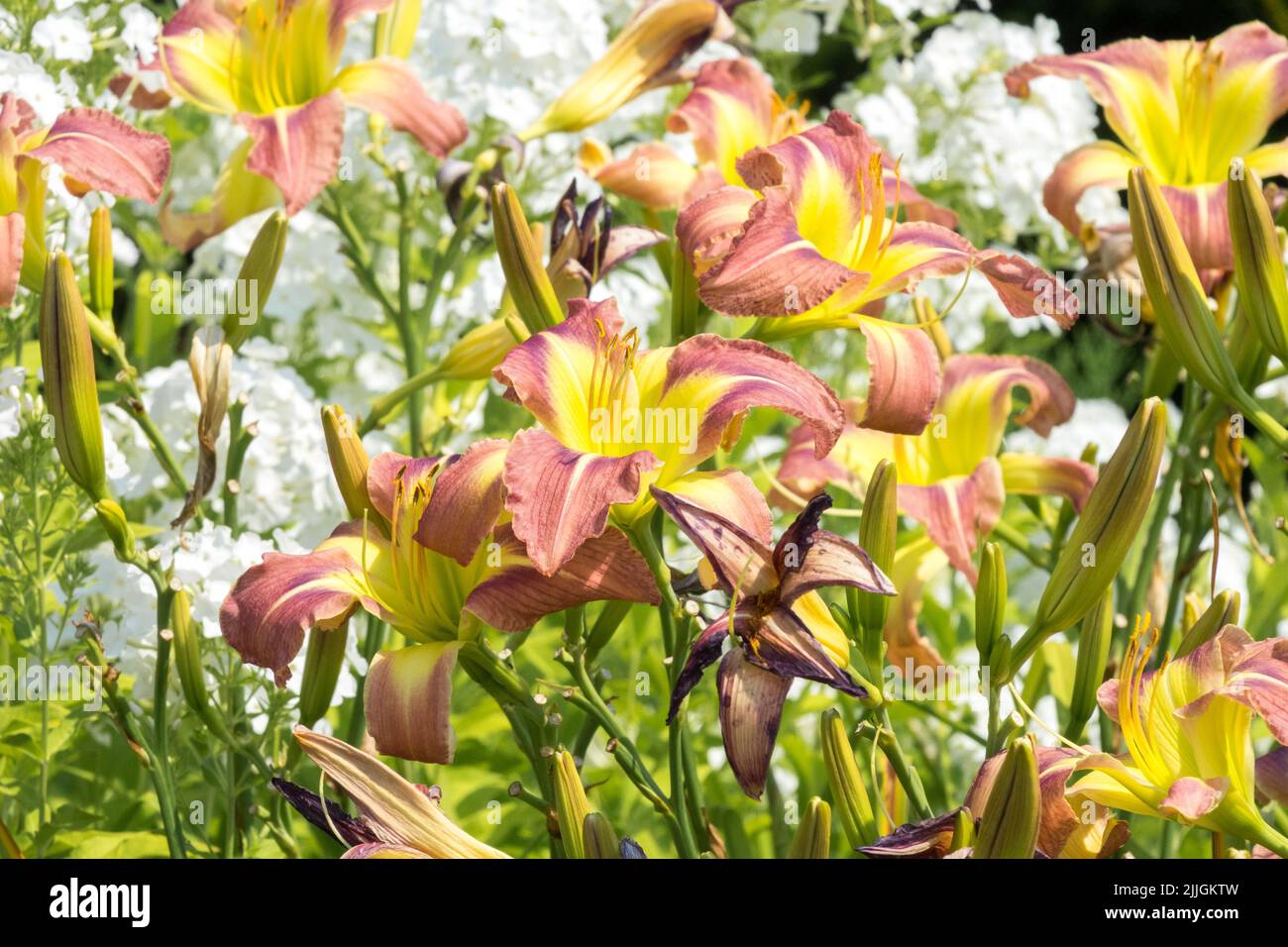 Colourful, Flower bed, Daylily Hemerocallis 'Catherine Woodbery' Stock Photo