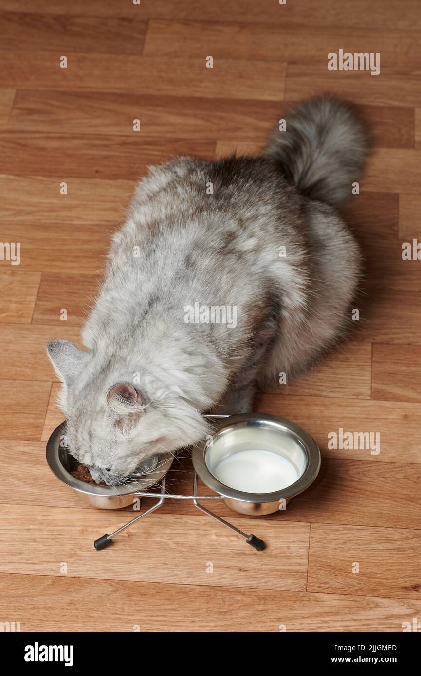 Grey cat eat food on wooden floor above top view from metal bowls Stock Photo