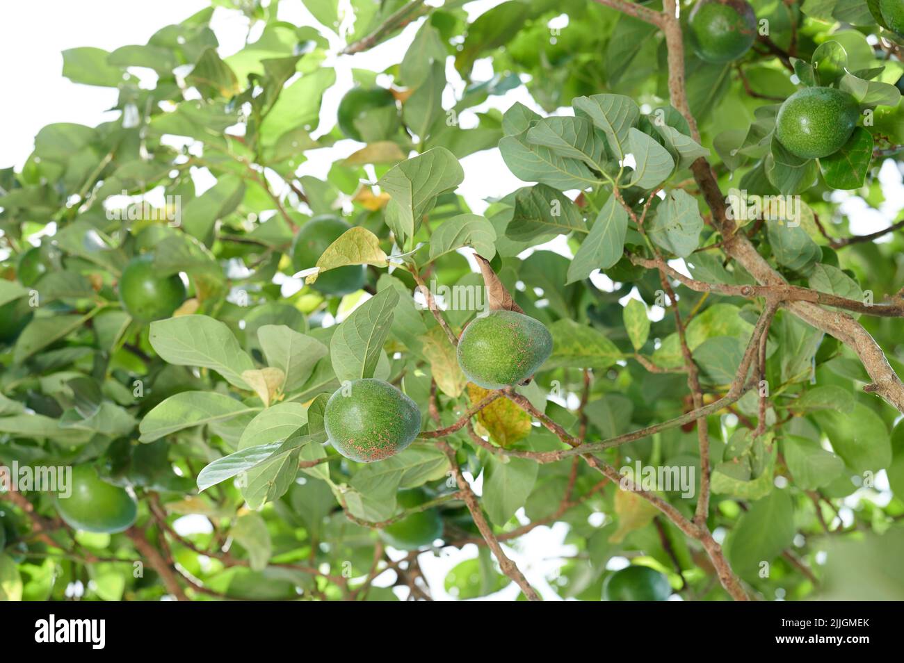 Avocado fruit and tree background . Group of avocado on branch Stock Photo