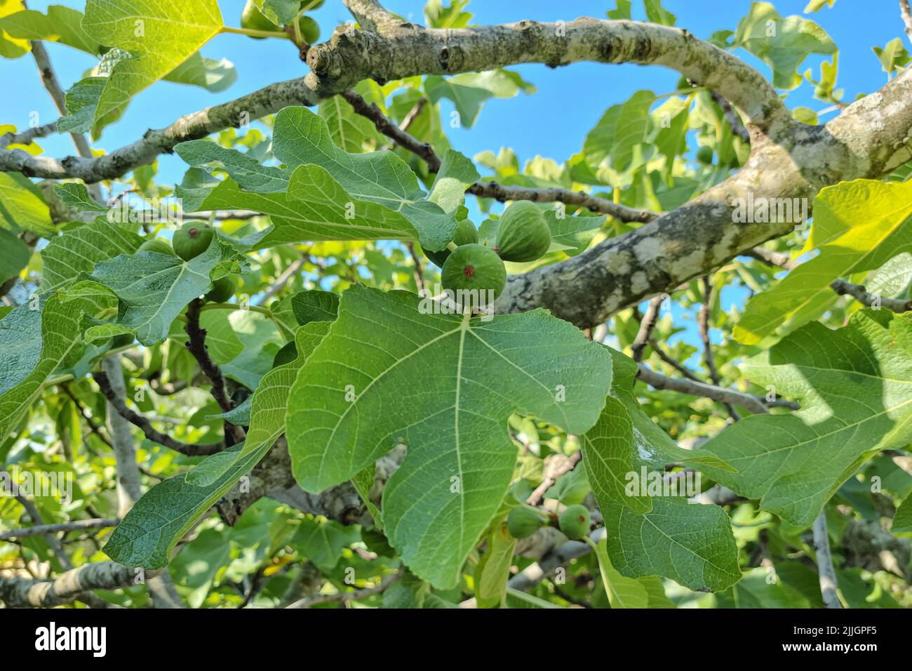 Delicious Green italian figs plant ripe branch,fico bianco of cilento,healthy eating fruit ingredient  Stock Photo