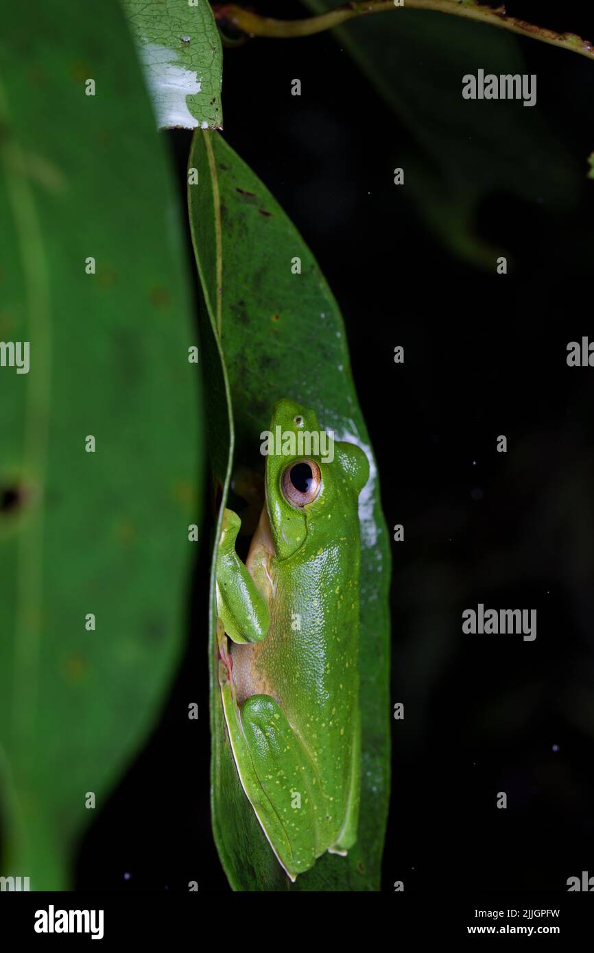 Malabar gliding frog (Rhacophorus malabaricus) is a rhacophorid tree frog species found in the Western Ghats of India. Stock Photo