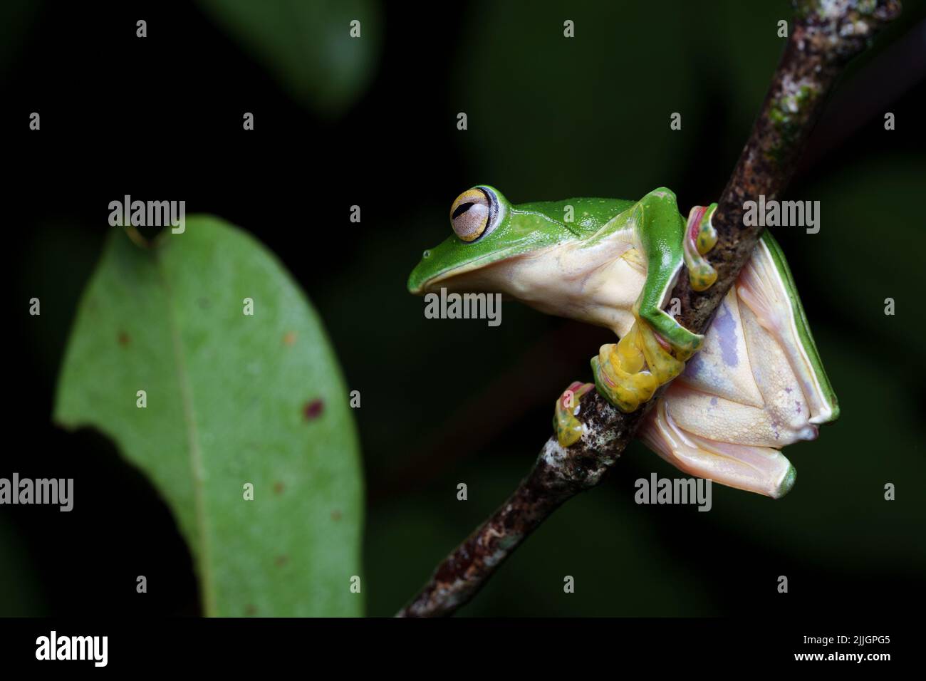 Malabar gliding frog (Rhacophorus malabaricus) is a rhacophorid tree frog species found in the Western Ghats of India. Stock Photo