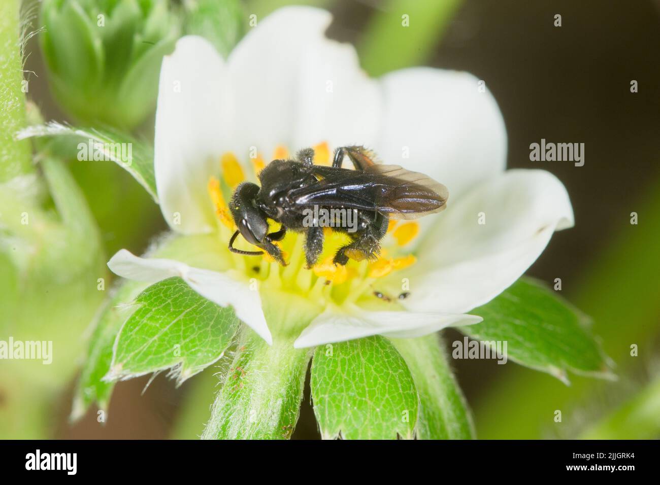 A Abelha Arapuá Trigona spinipes é uma abelha social brasileira, da subfamília dos meliponíneos, em polinização do morango. Stock Photo