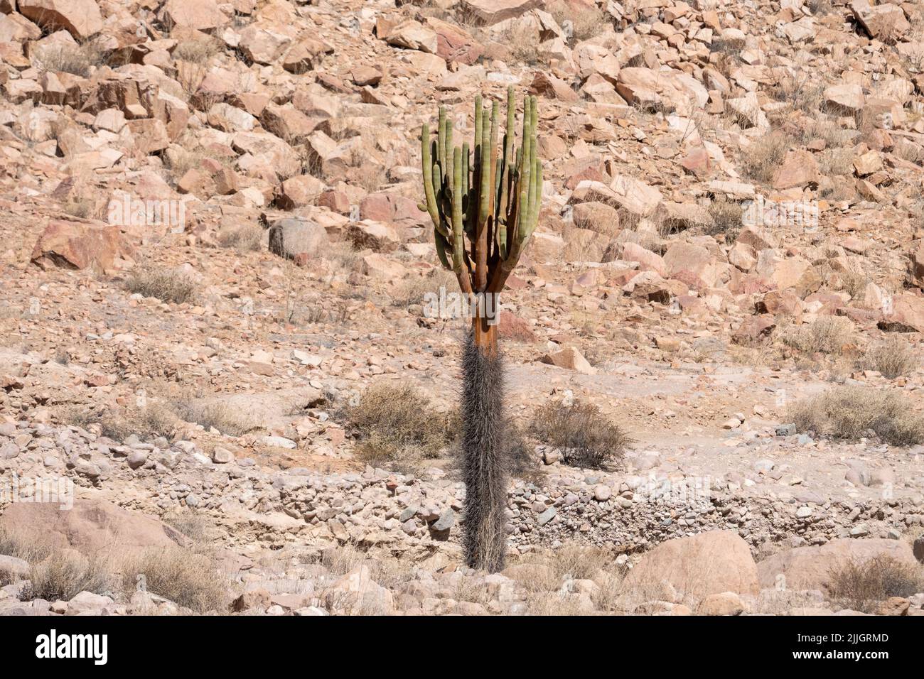 Candelabra Cactus, Bowningia candelaris, in rocky Cardones Canyon or Quebrada Cardones in the
