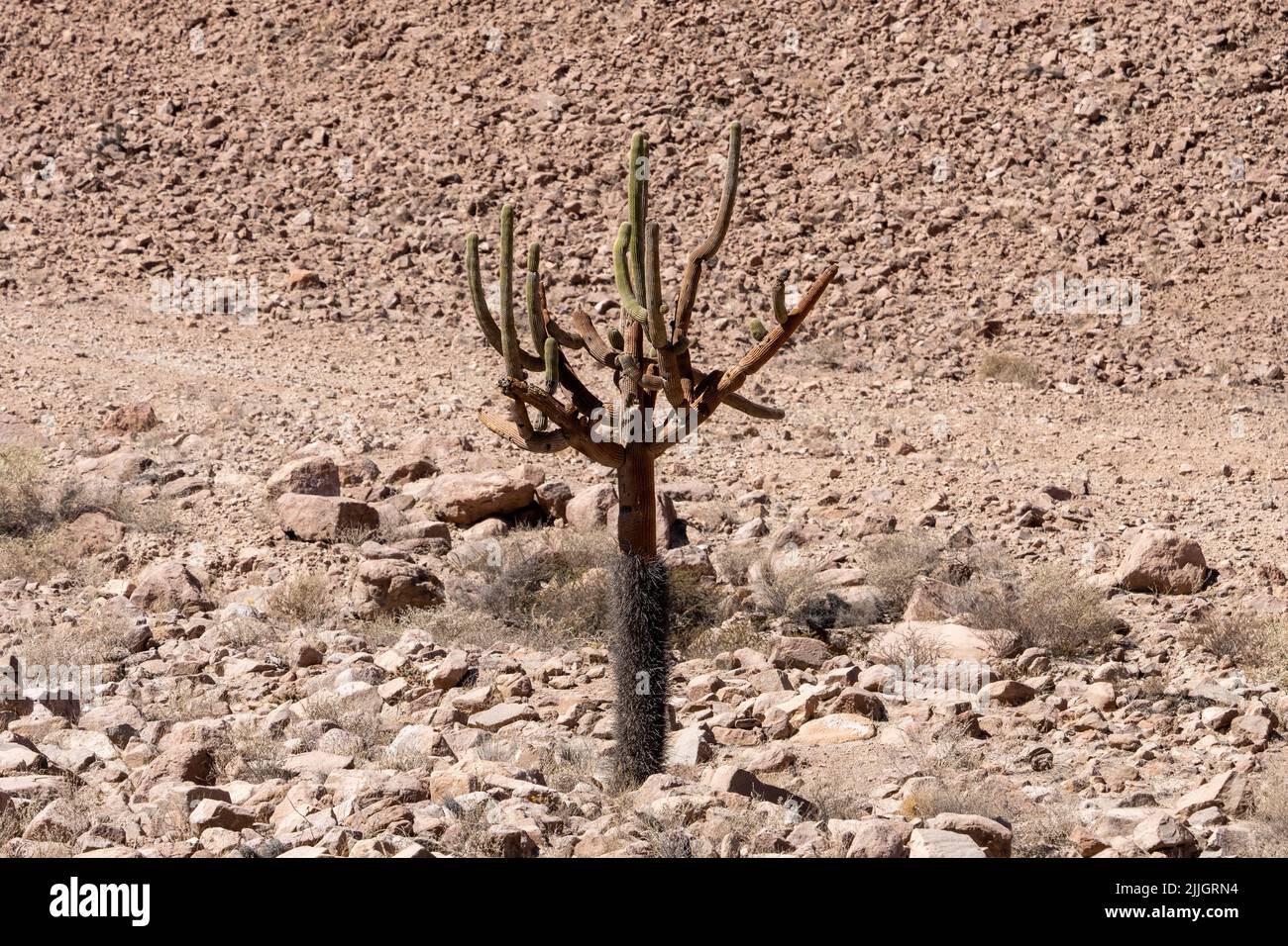 Candelabra Cactus, Bowningia candelaris, on the rocky hillsides of