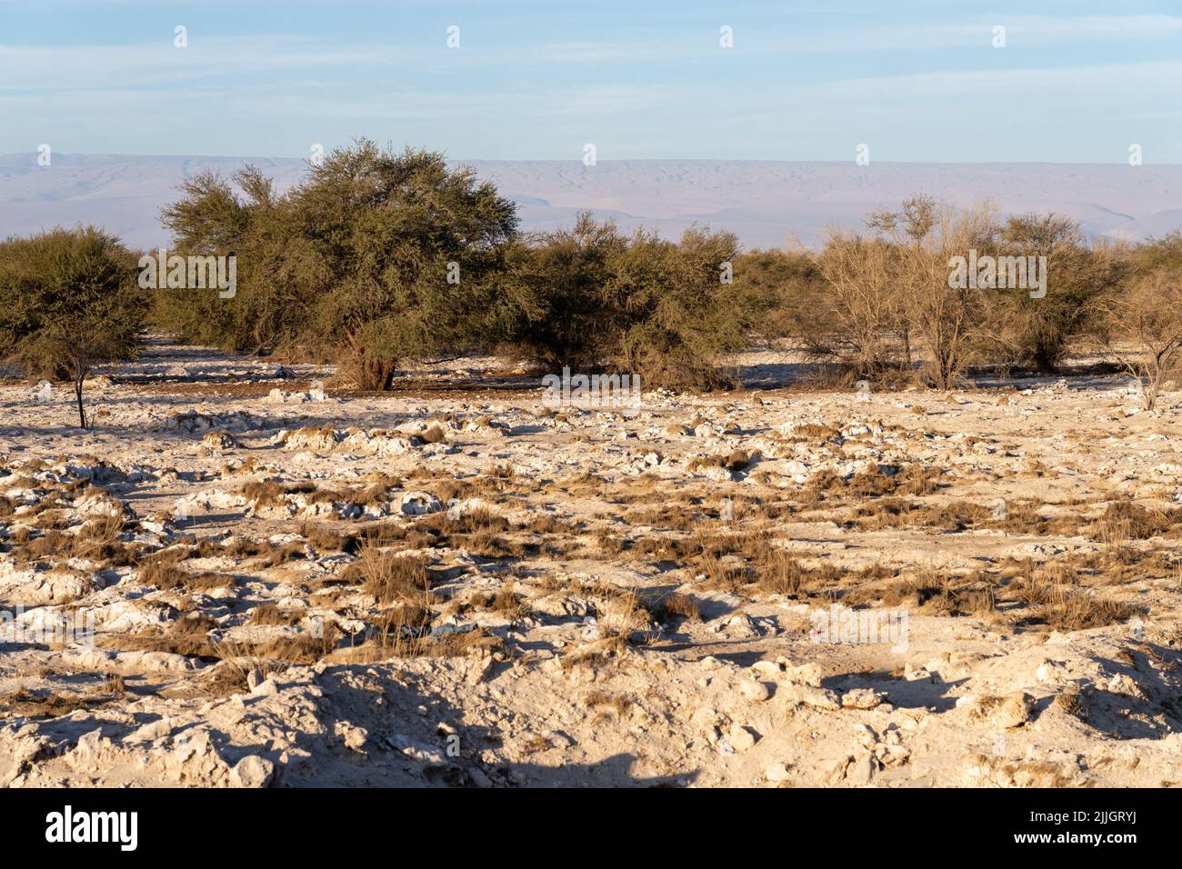 Tamarugo trees in the Pampa del Tamarugal National Reserve in the Atacama Desert, Tarapaca Region, Chile. Stock Photo