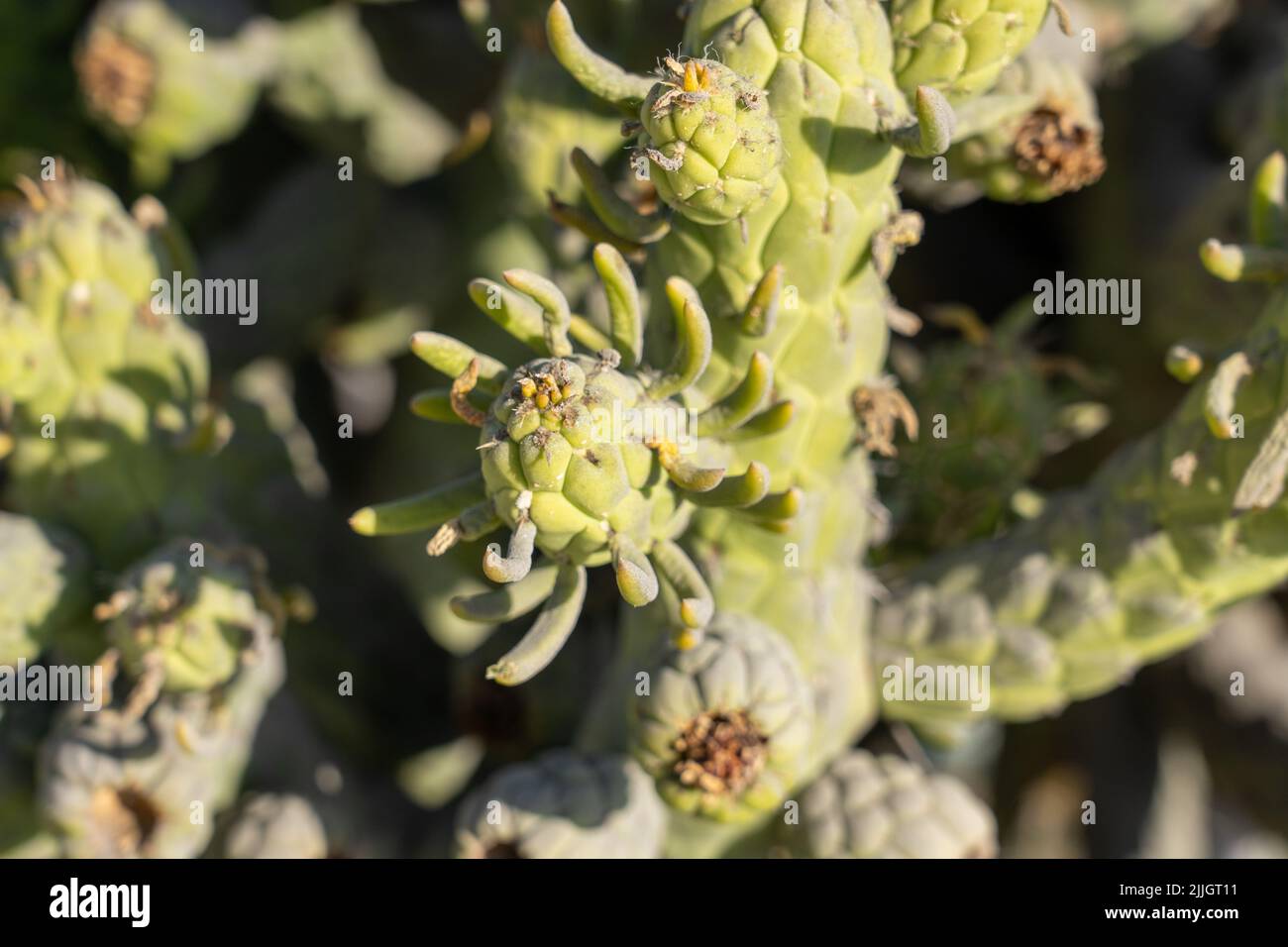 Eve's Needle Cactus, Austrocylindropuntia subulata, is originally from the Andes Mountains in Peru.  Chile. Stock Photo