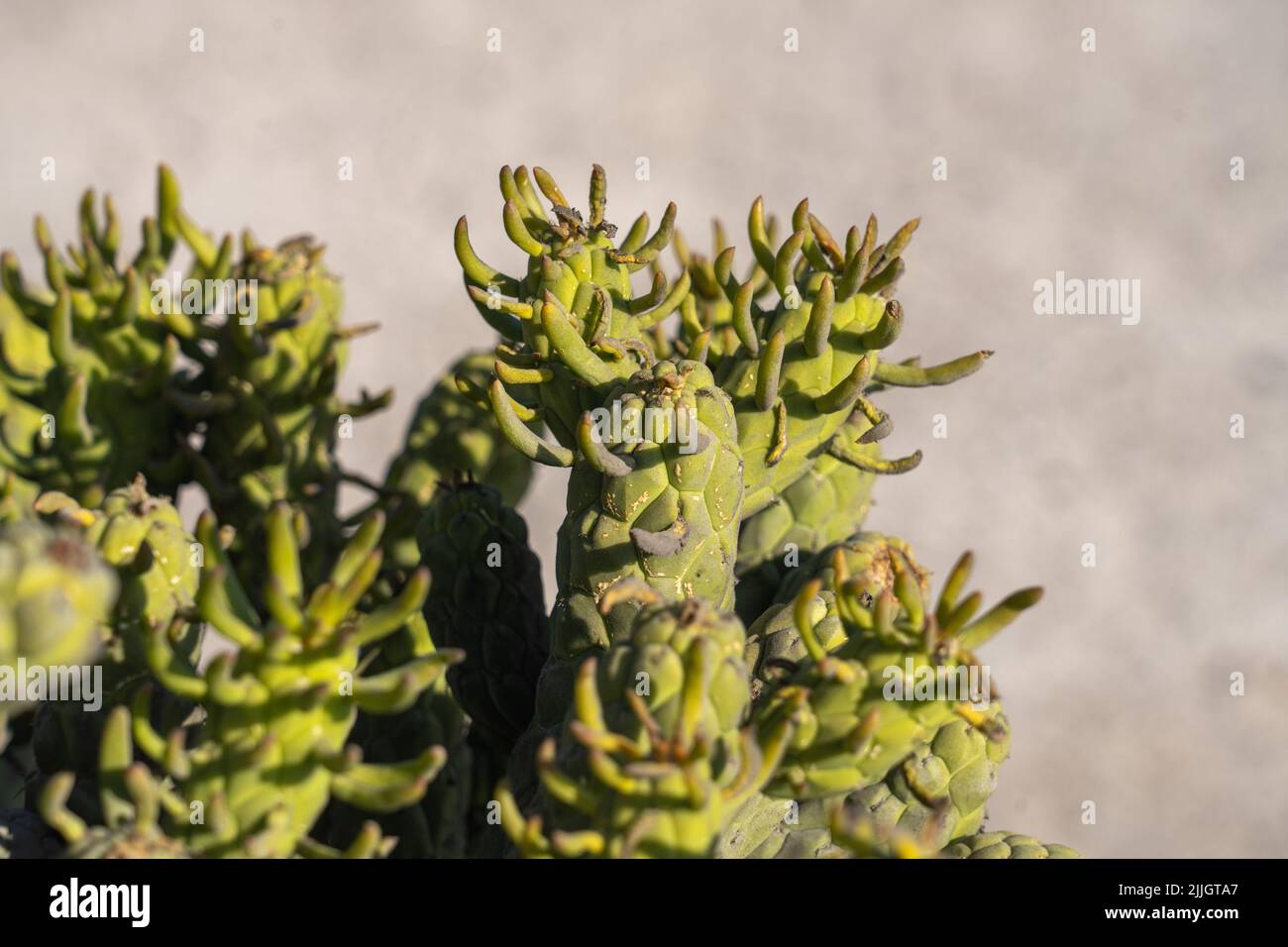 Eve's Needle Cactus, Austrocylindropuntia subulata, is originally from the Andes Mountains in Peru.  Chile. Stock Photo