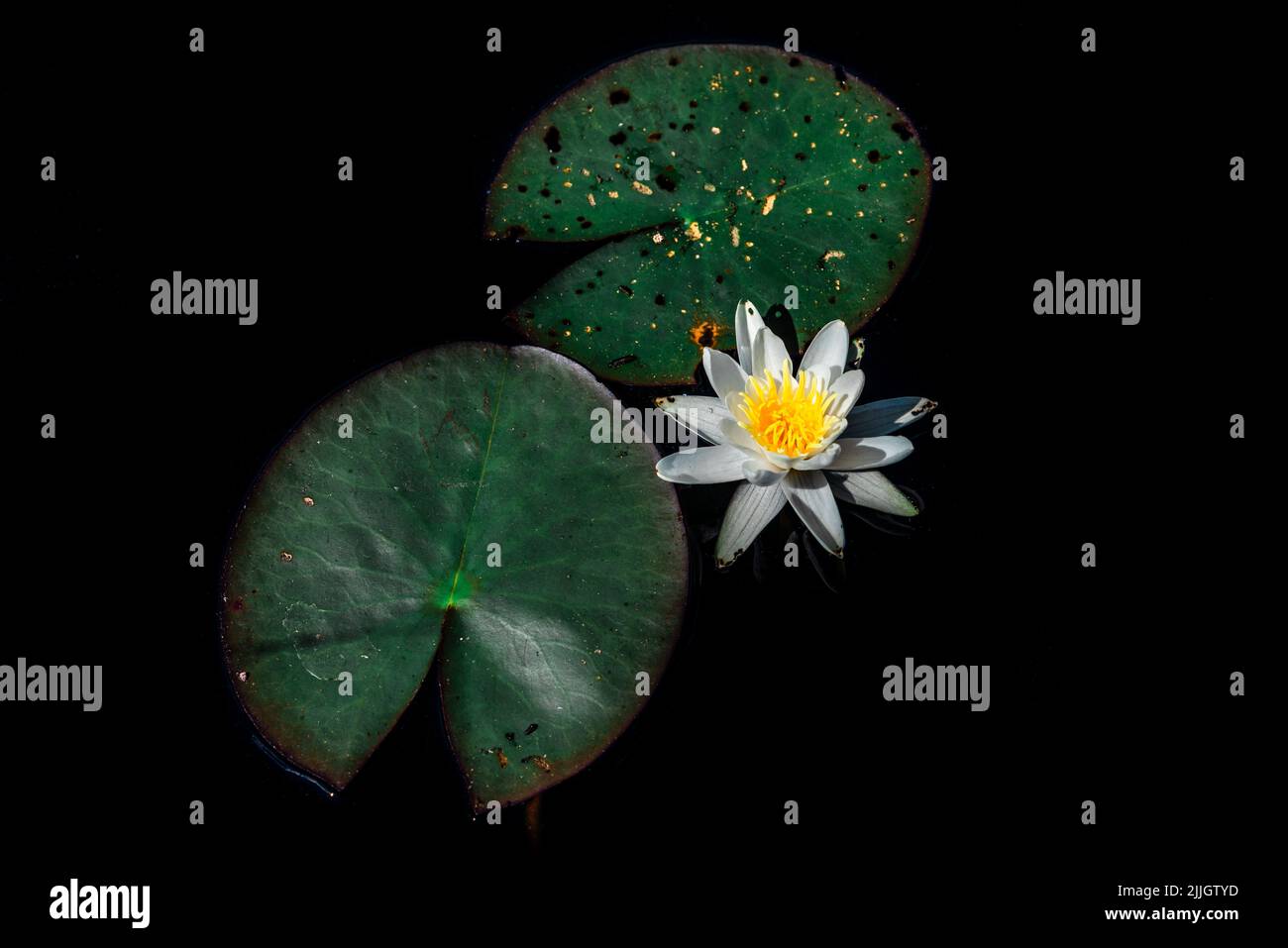 Beautiful flower of European White Water Lily (Nymphaea alba) and leaves floating on calm black waters of a bog in central Estonia. Stock Photo