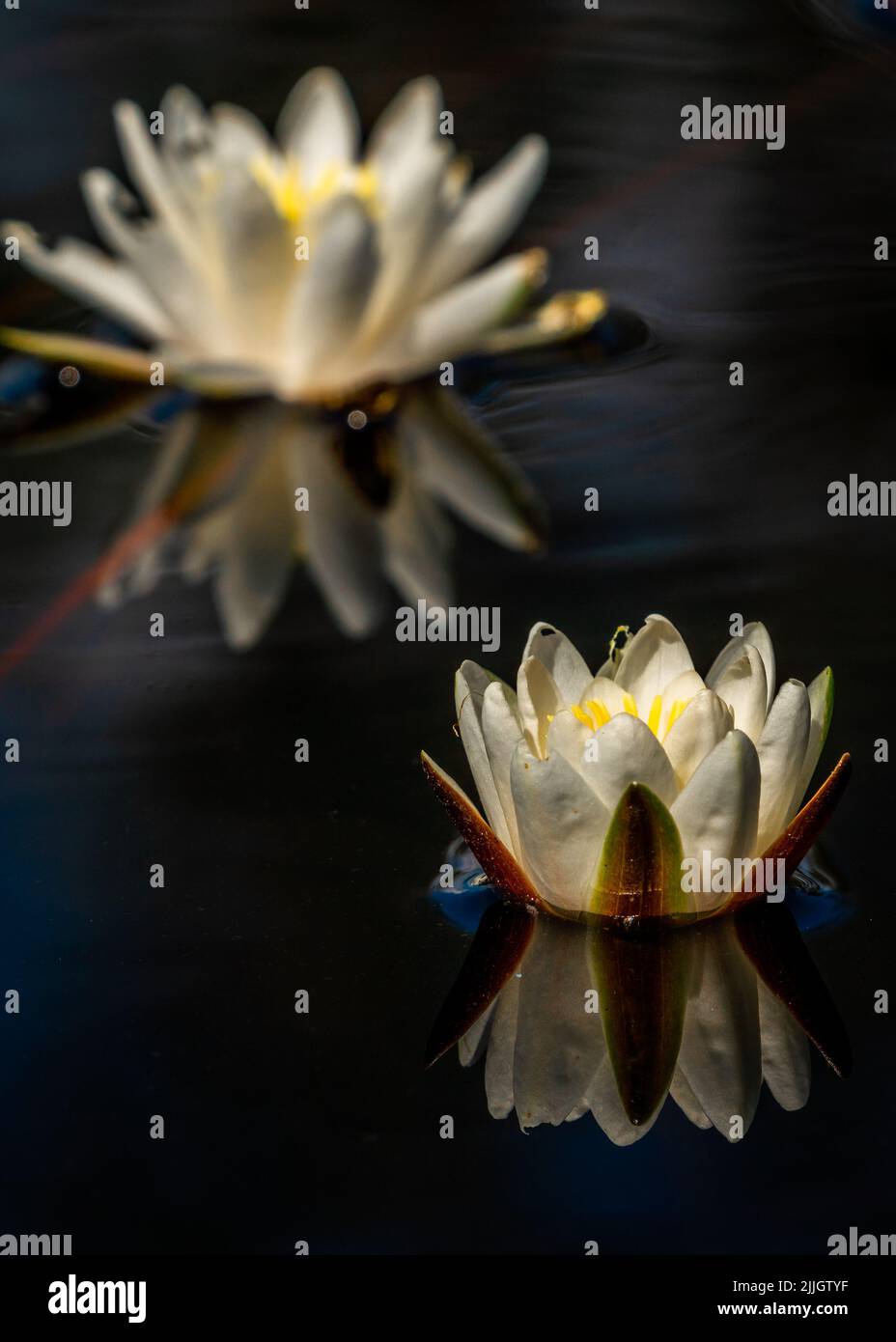 Beautiful pair of European white water lily (Nymphaea alba)  floating on calm waters in a beautiful bog in central Estonia. Stock Photo