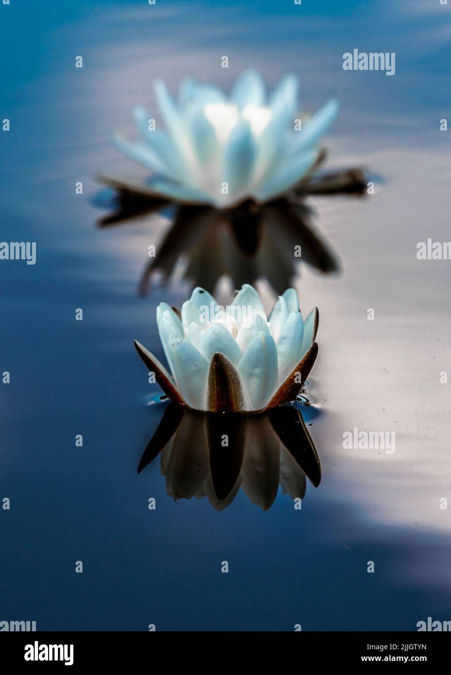 Beautiful European white water lily (Nymphaea alba) floating on calm waters in a beautiful bog in central Estonia. Beautiful reflections on the water Stock Photo