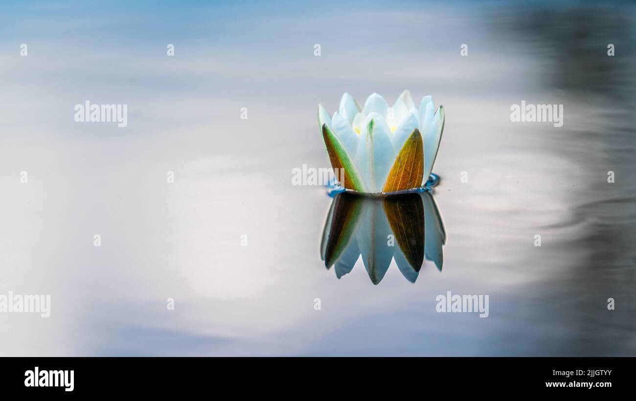 Beautiful European white water lily (Nymphaea alba) floating on calm waters in a beautiful bog in central Estonia. Beautiful reflections on the water Stock Photo
