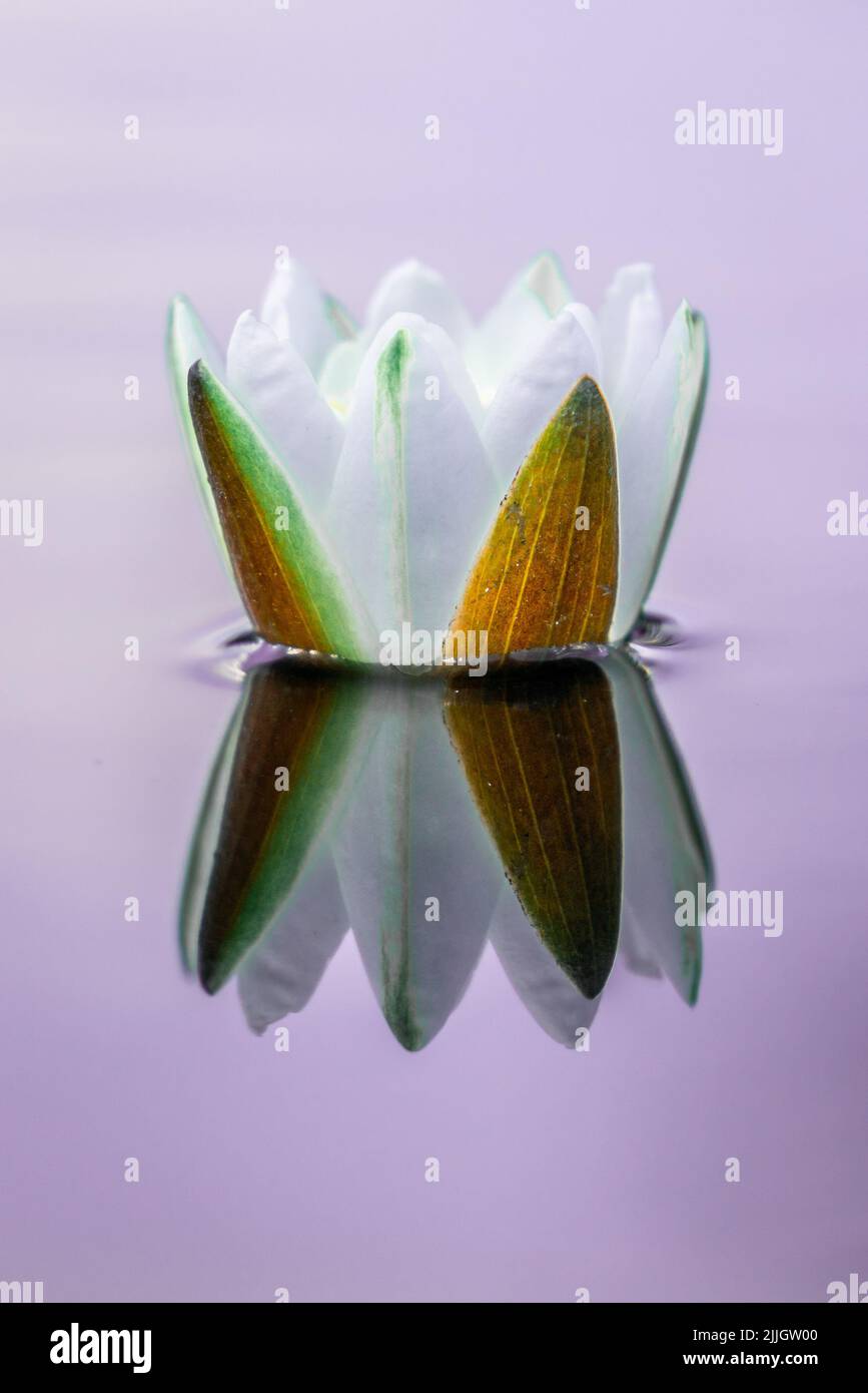 Beautiful European white water lily (Nymphaea alba) floating on calm waters in a beautiful bog in central Estonia. Beautiful reflections on the water Stock Photo