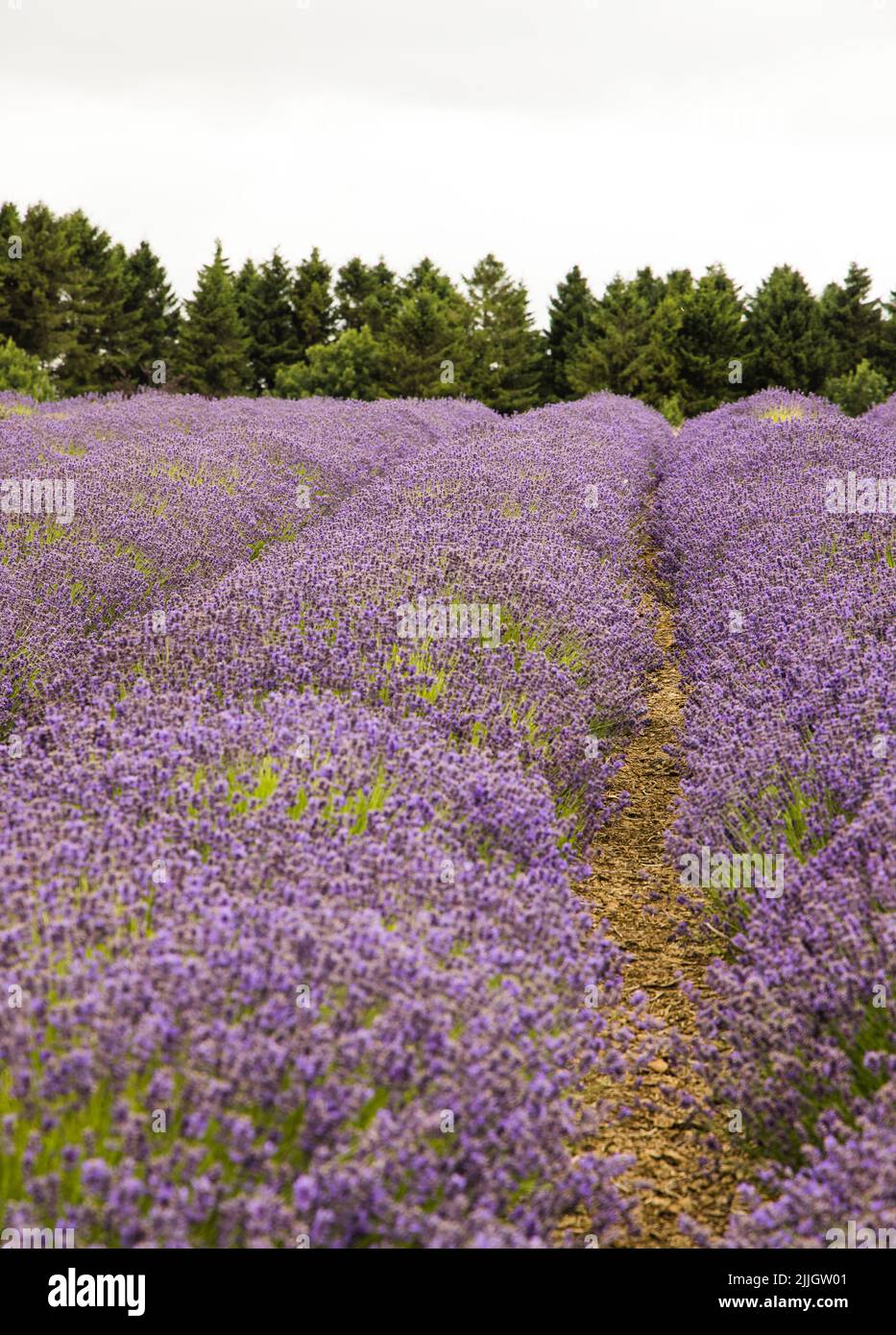 Rows of lavender in full bloom at Cotswold Lavender at Snowshill, Worcestershire Stock Photo