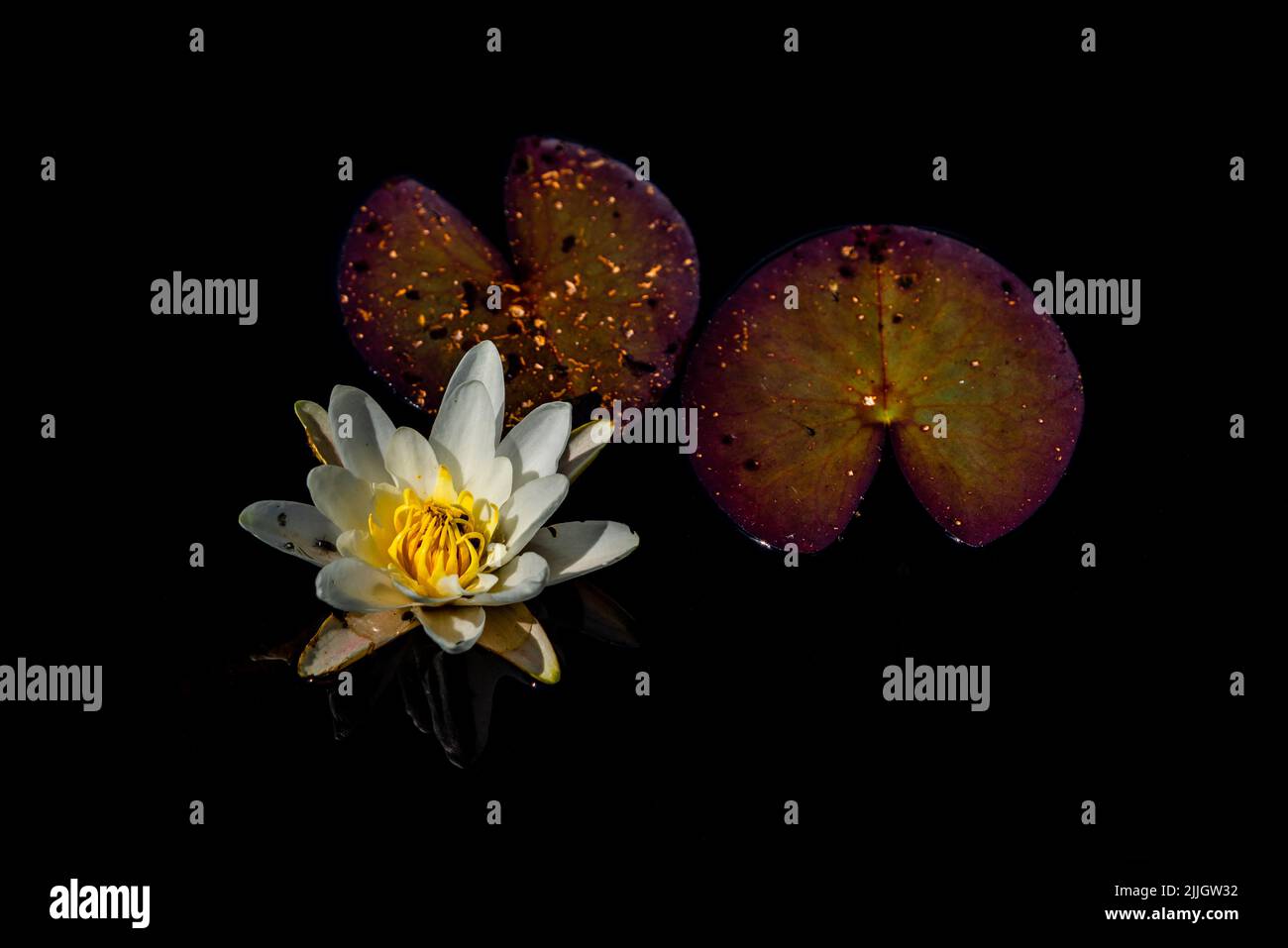 Beautiful flower of European White Water Lily (Nymphaea alba) and leaves floating on calm black waters of a bog in central Estonia. Stock Photo