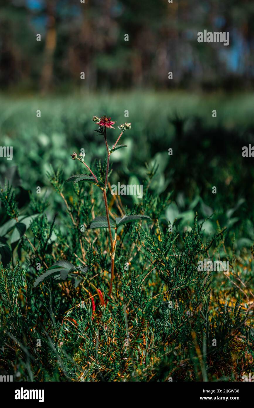 A beautiful purple blooming swamp cinquefoil (Comarum palustre) flowering on a blurry isolated swampy background in a bog in Central Estonia Stock Photo