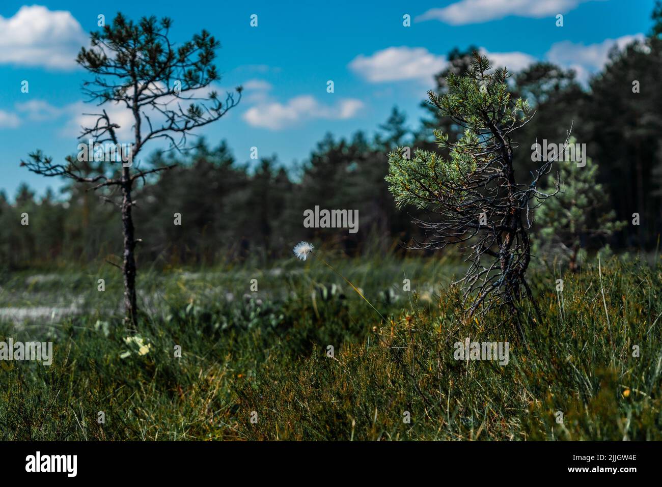 Beautiful bristle of a flowering Alpine bulrush plant (Trichophorum alpinum) between pine trees (pinus) in a beautiful bog in central Estonia. Stock Photo