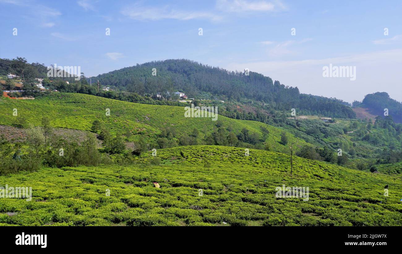 Beautiful tea garden or tea estates from Ooty. Lush greenery Landscape