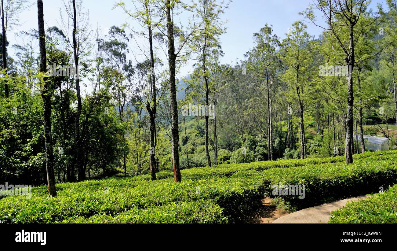 Beautiful tea garden or tea estates from Ooty. Lush greenery Landscape