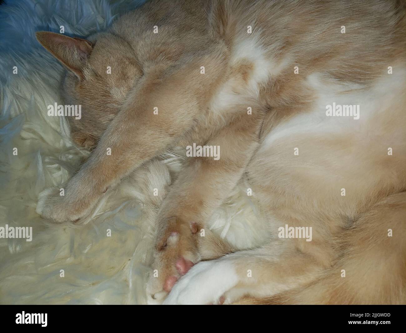 Cream Tabby Cat Sleeping on a Cozy Sheepskin Stock Photo Alamy