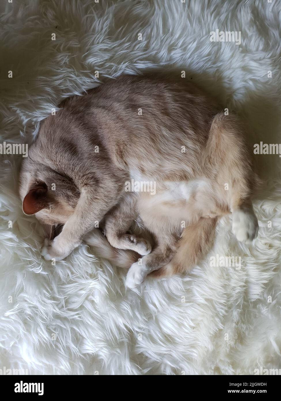 Cream Tabby Cat Sleeping on a Cozy Sheepskin Stock Photo Alamy