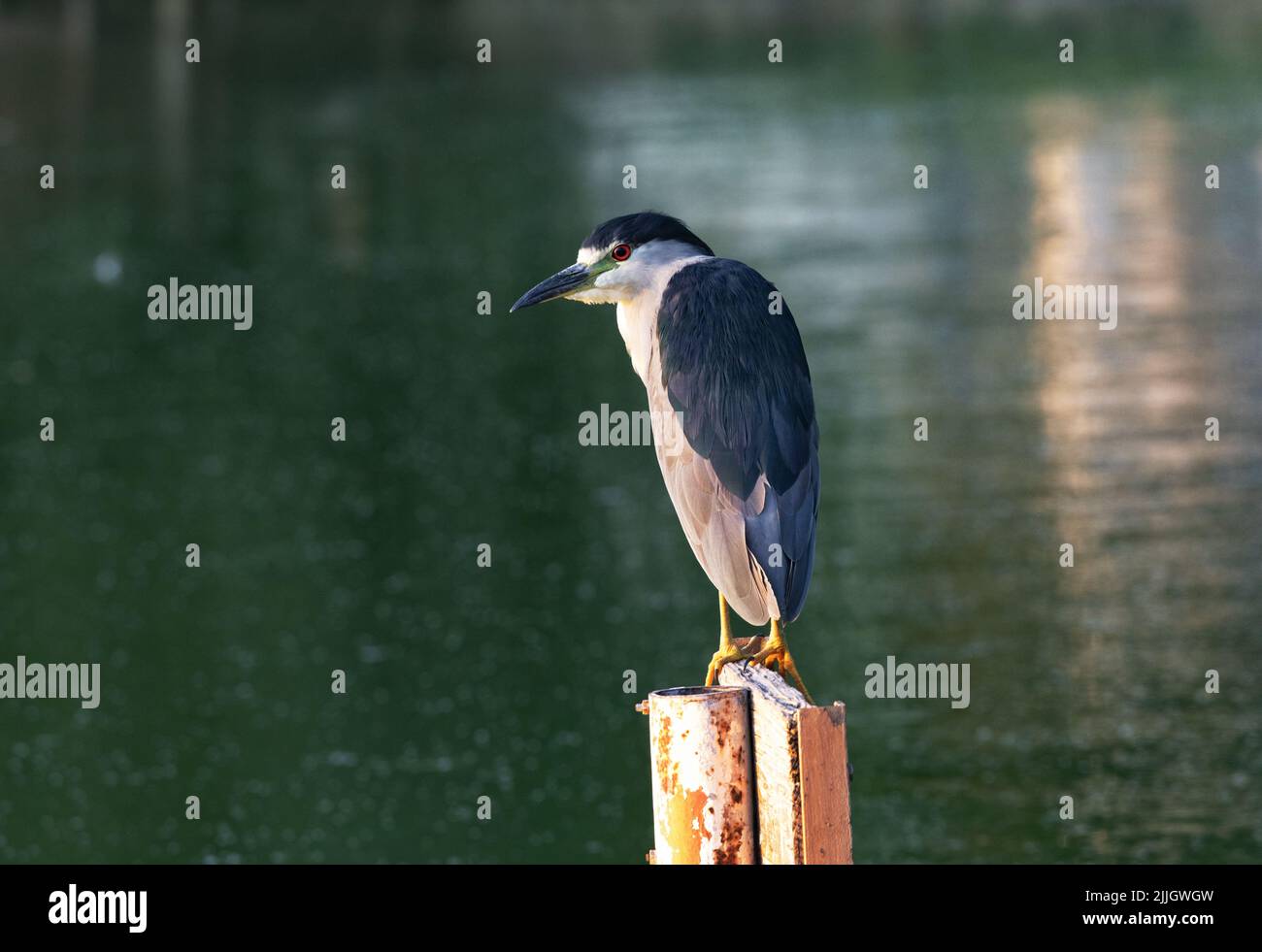 City birding brings male Night Heron on pond post at historic Fort Lowell Park in Tucson, Arizona, USA Stock Photo