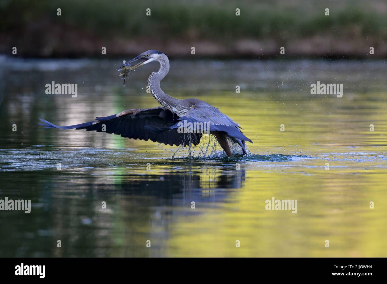 Delicious fish catch by Great Blue Heron in sunlit, urban pond at Fort Lowell Park in Tucson, Arizona, United States Stock Photo