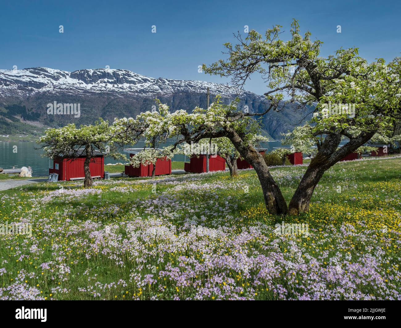Campsite at the Sorfjord ,branch of Hardangerfjord,  apple trees in bloom, spring, Norway Stock Photo