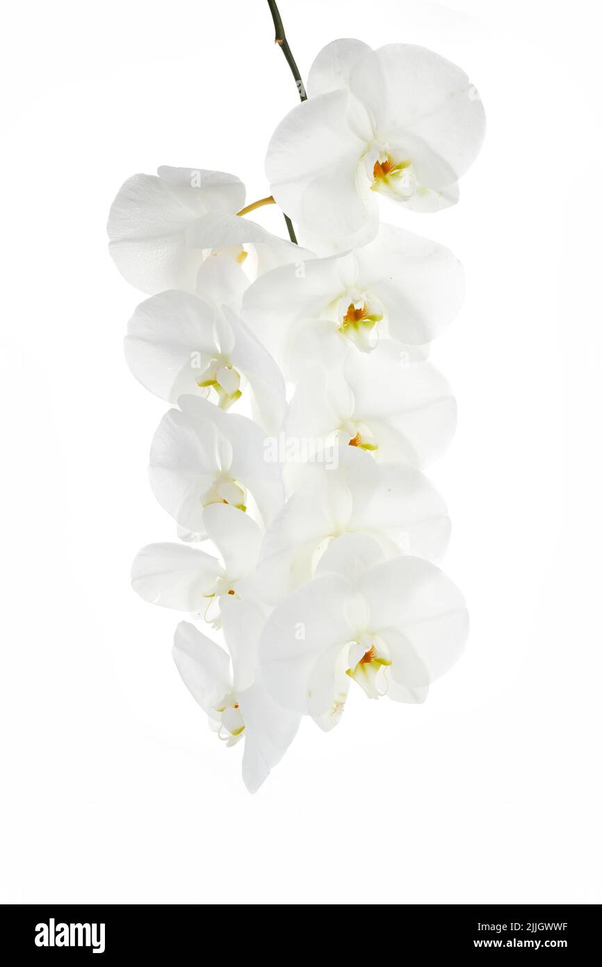 Beautiful White orchid isolated on white background Stock Photo
