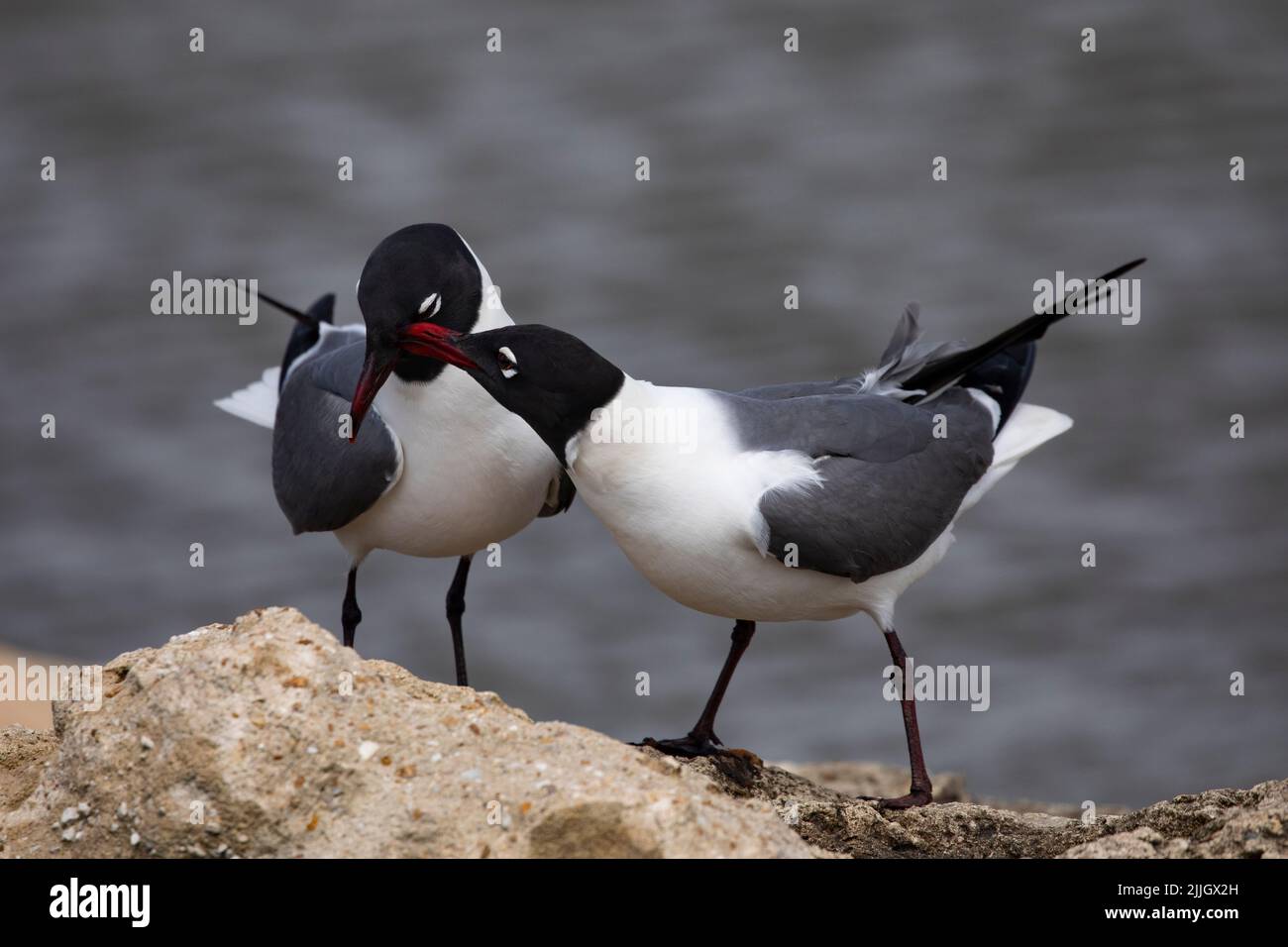 Affectionate kisses given by courting Laughing Gulls at Mobile bay in Alabama, United States Stock Photo