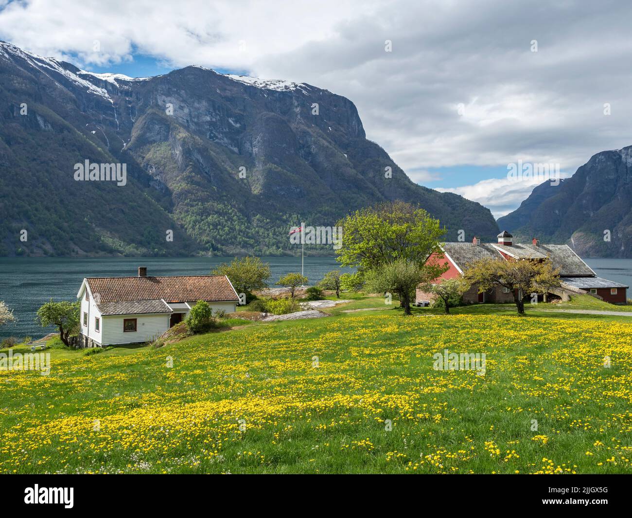 Blooming meadows and traditional wooden houses at the Aurlandsfjord, Norway Stock Photo