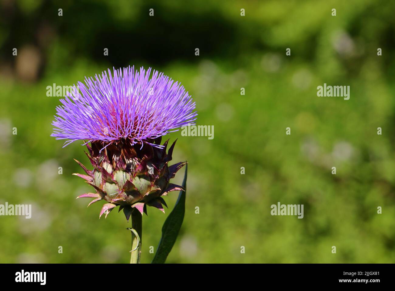 milk thistle silybum marianum Stock Photo Alamy