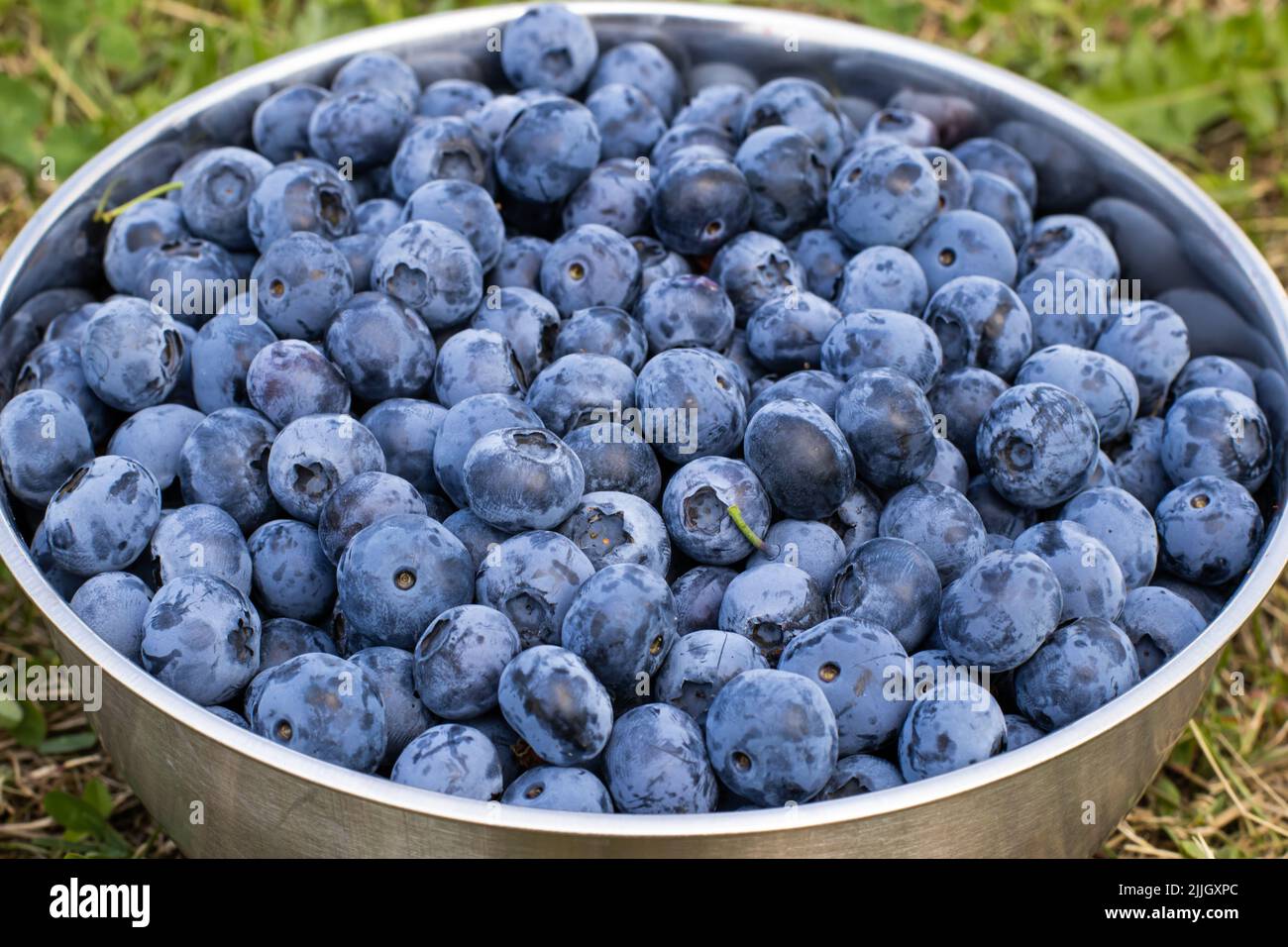 Blueberries in a cup stand on the grass, berry harvest in summer. Dessert  Stock Photo