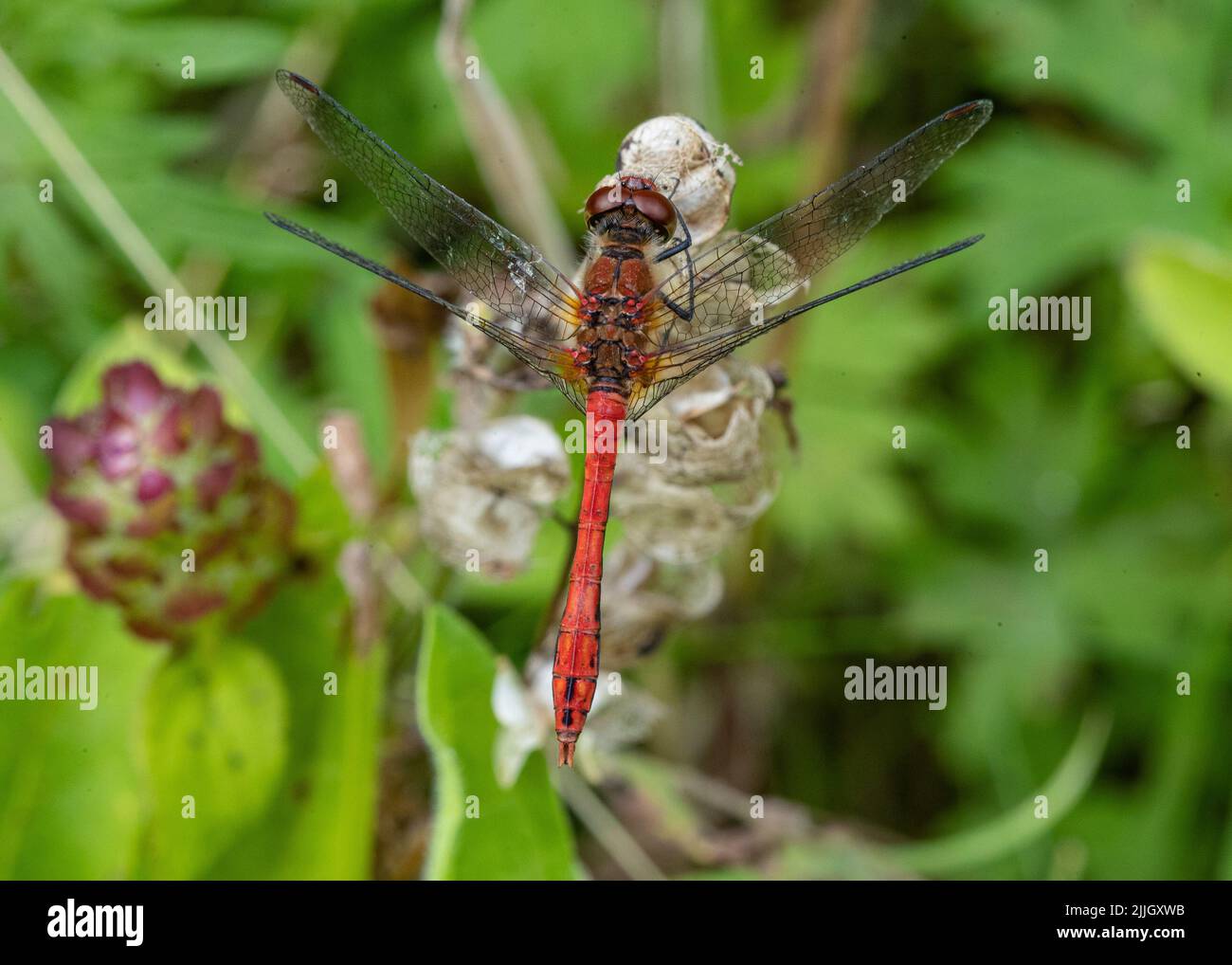 A close up shot of a Ruddy Darter Dragonfly (Sympetrum sanguineum) resting on a self heal flower . Suffolk, UK Stock Photo