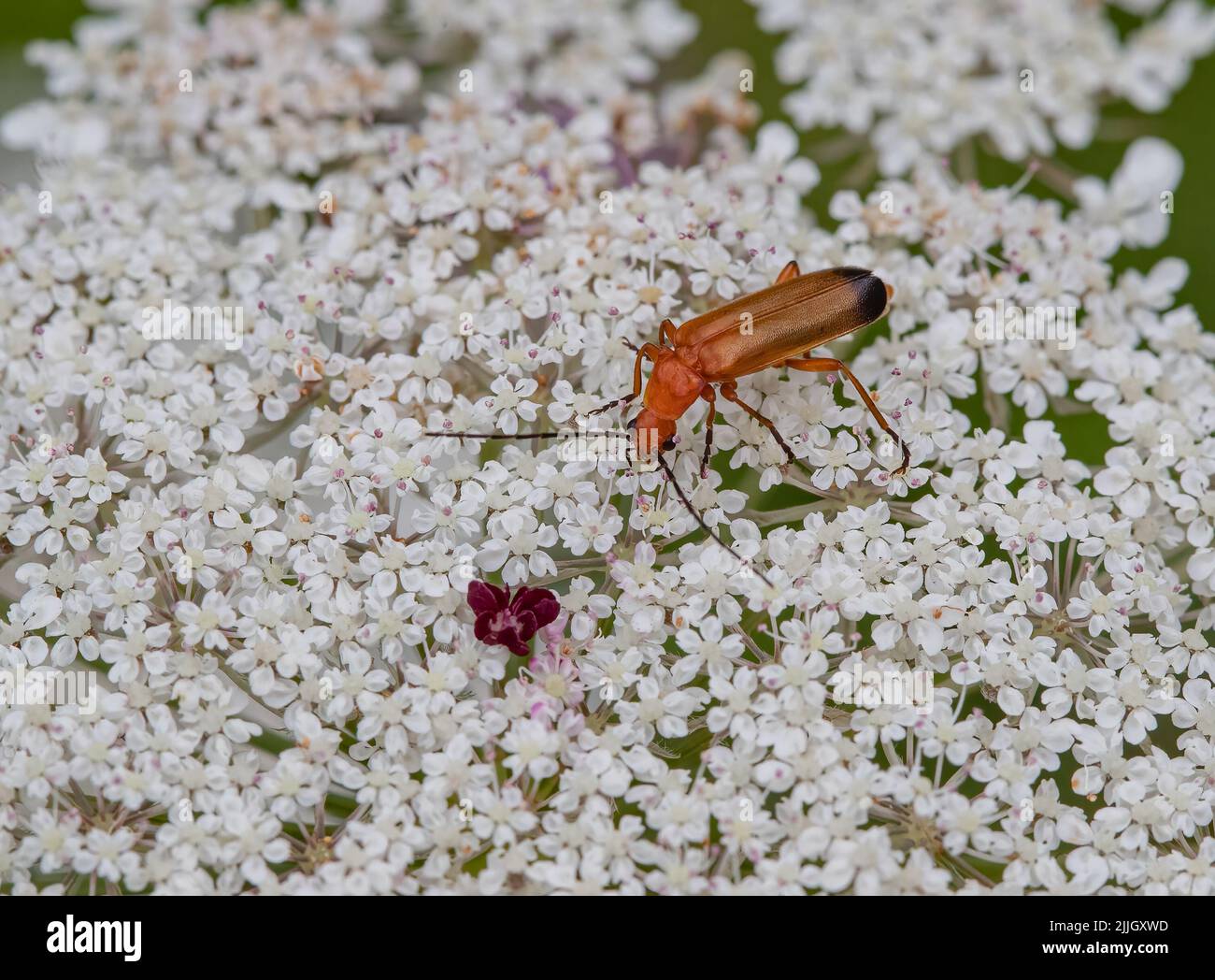 Soldier beetle aphid garden uk hires stock photography and images Alamy