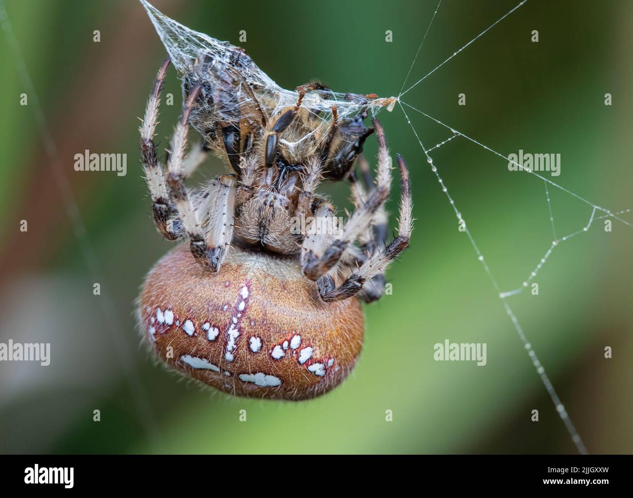 A very  detailed shot of a Four Spot Orb Spider (Araneus Quatratus)   showing how to catch and wrap up your prey. A formidable hunter . Suffolk.UK Stock Photo