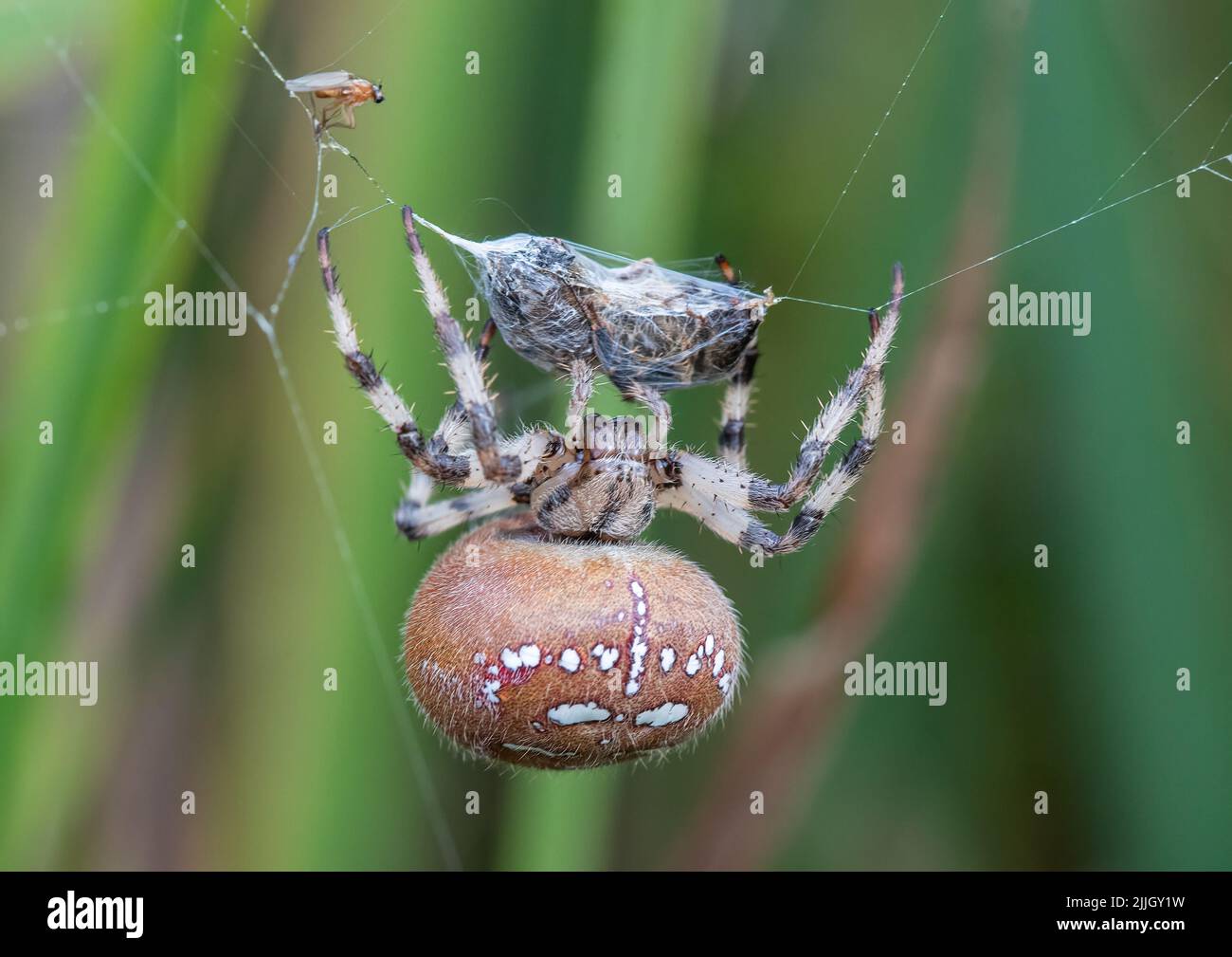 A close up of a Four Spot Orb Spider (Araneus Quatratus)   showing how to catch and wrap up your prey. A formidable hunter . Suffolk.UK Stock Photo