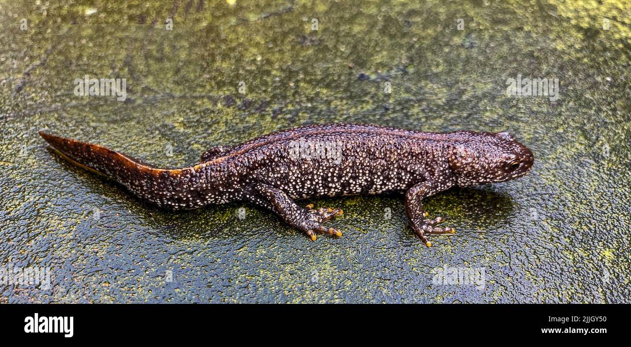 A protected female Great Crested Newt ( Tritarus cristatus) showing off her warty skin. Suffolk, UK Stock Photo