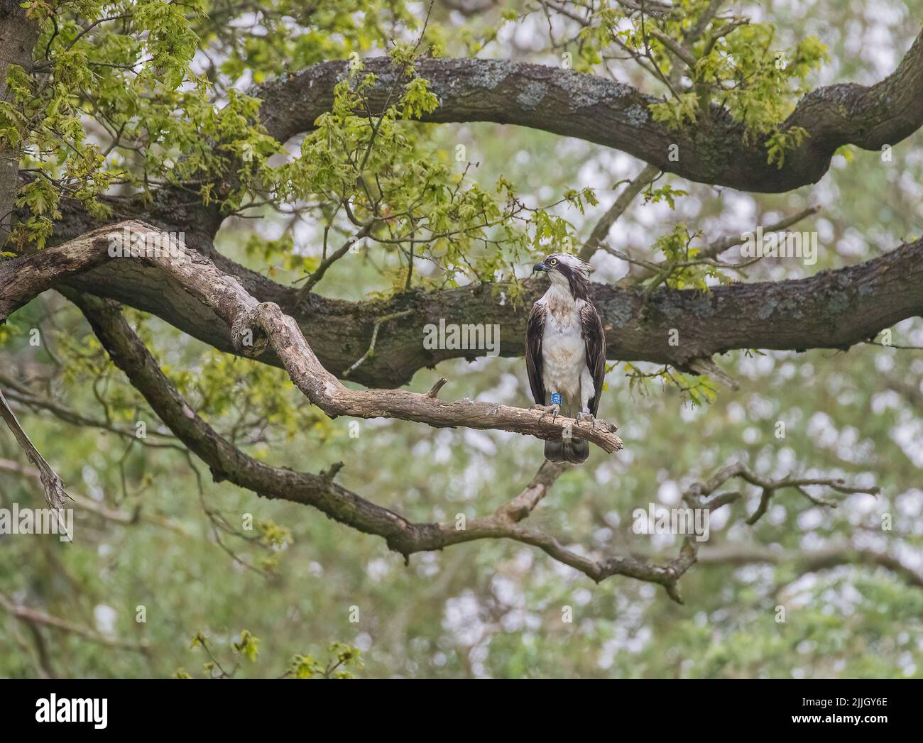 A shot of an Osprey perched in  an ancient oak tree. Ready and focussed on the task ahead of catching a fish . Rutland UK Stock Photo