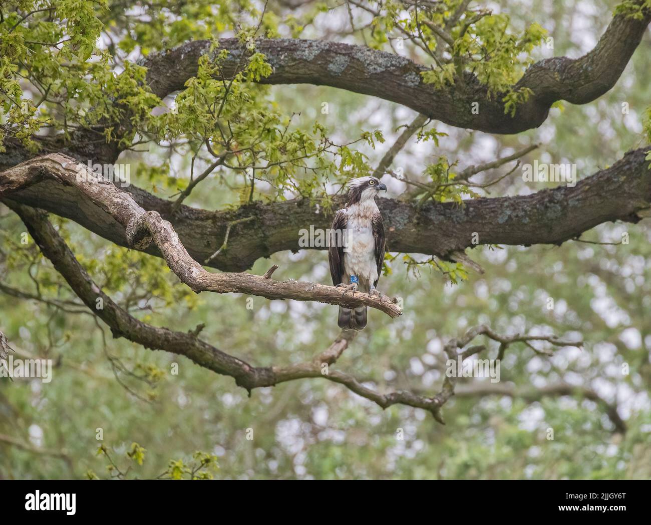 A shot of an Osprey perched in  an ancient oak tree. Ready and focussed on the task ahead of catching a fish . Rutland UK Stock Photo