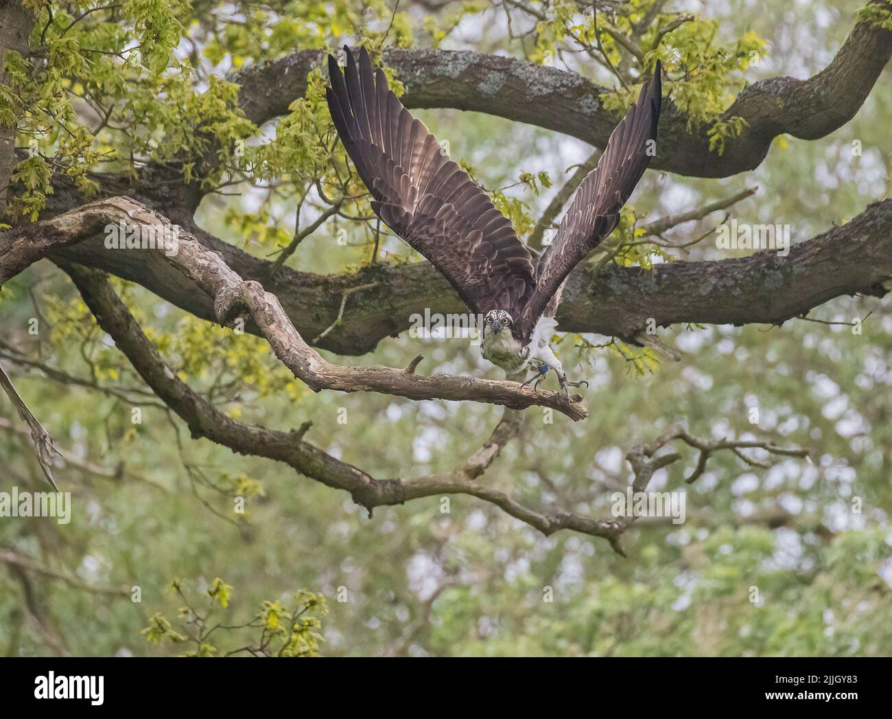 An unusual shot of an Osprey on the start of his dive in an ancient oak tree. just taking off and focussed on the task ahead. Rutland UK Stock Photo