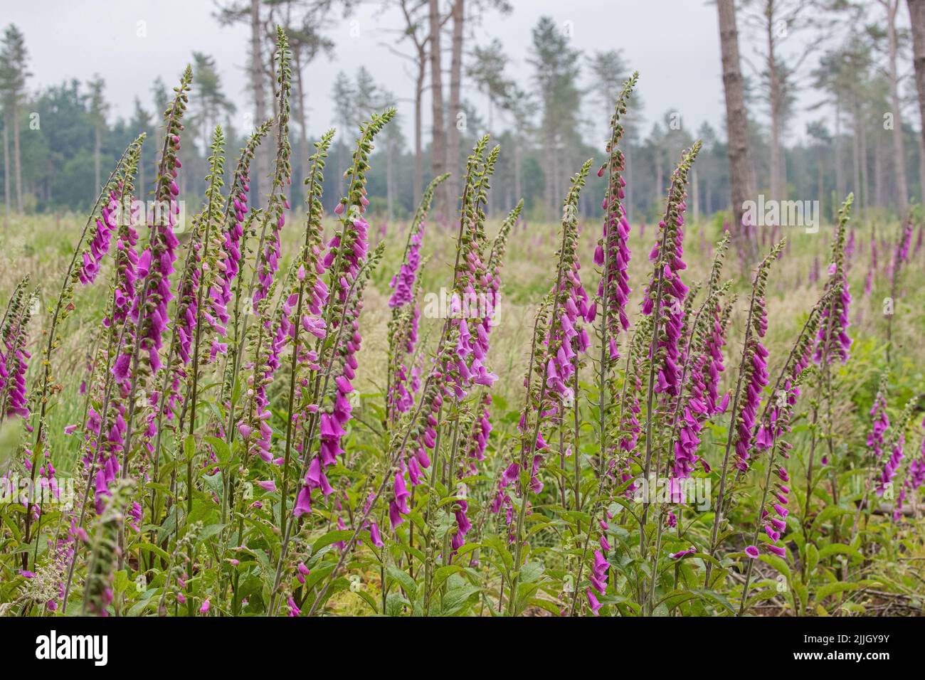 A beautiful array of Foxgloves in a  clearing in woodland setting . Norfolk, UK Stock Photo