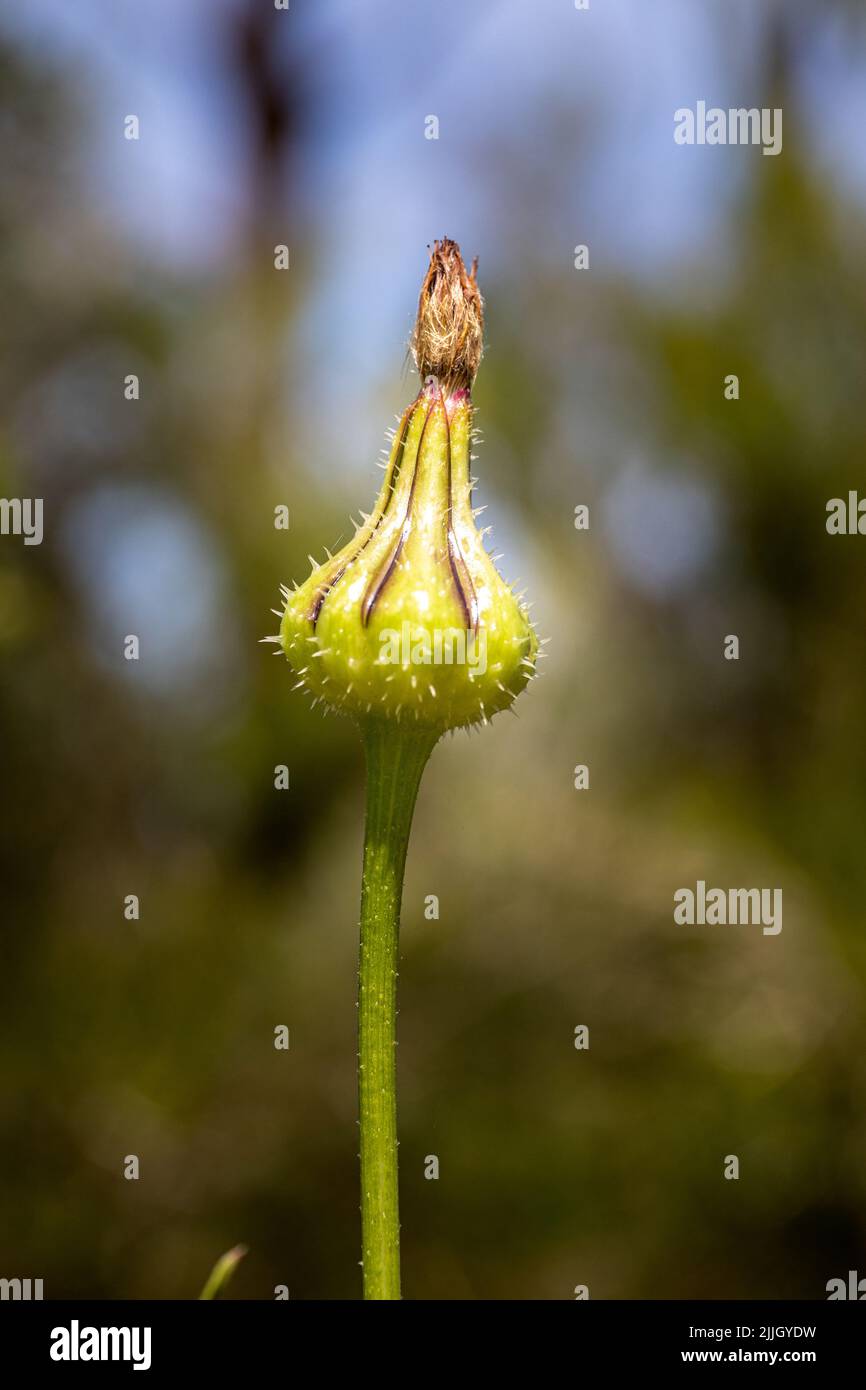 A vertical shot of a Urospermum picroides bud on blurred background Stock Photo