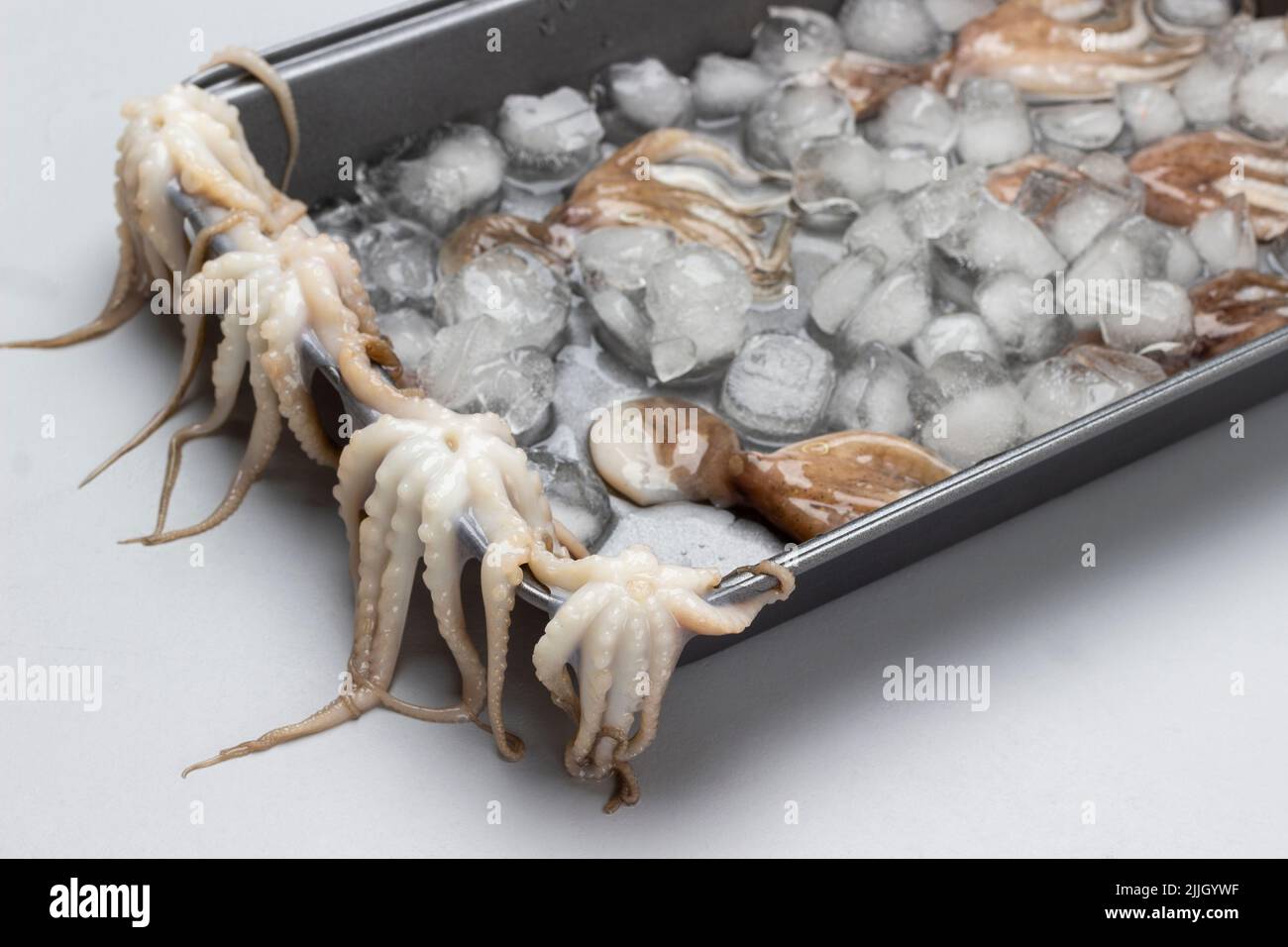 Baby octopuses on the side of metal pallet. Octopuses with ice in tray