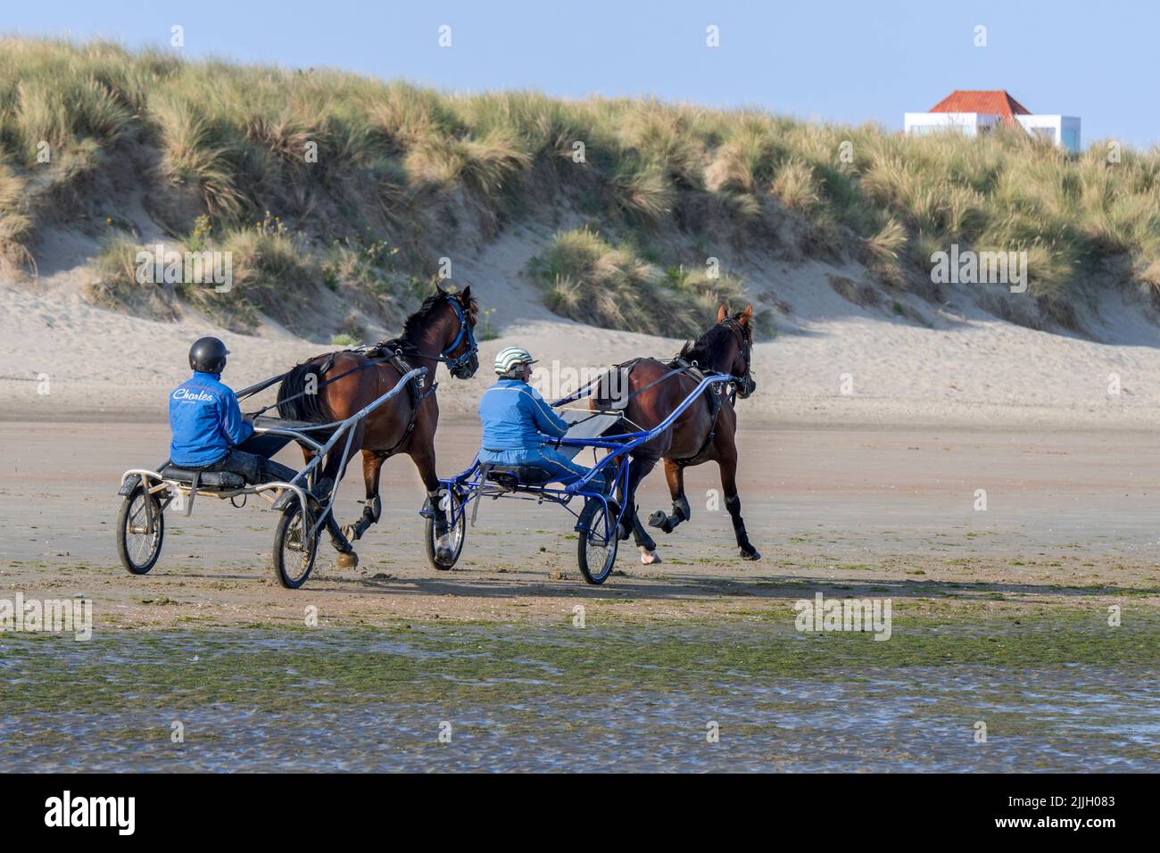 Two harness racing horses being exercised on the beach, showing drivers riding a two-wheeled cart called a sulky Stock Photo